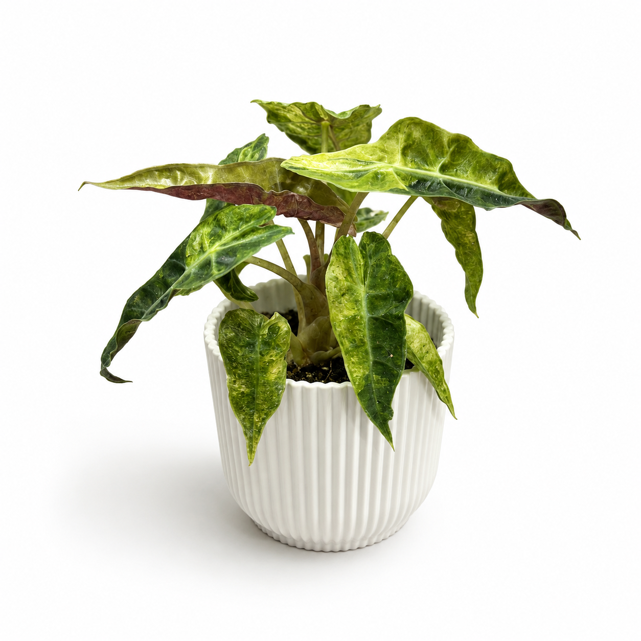 Alocasia Dwarf Variegata 6cm Houseplant