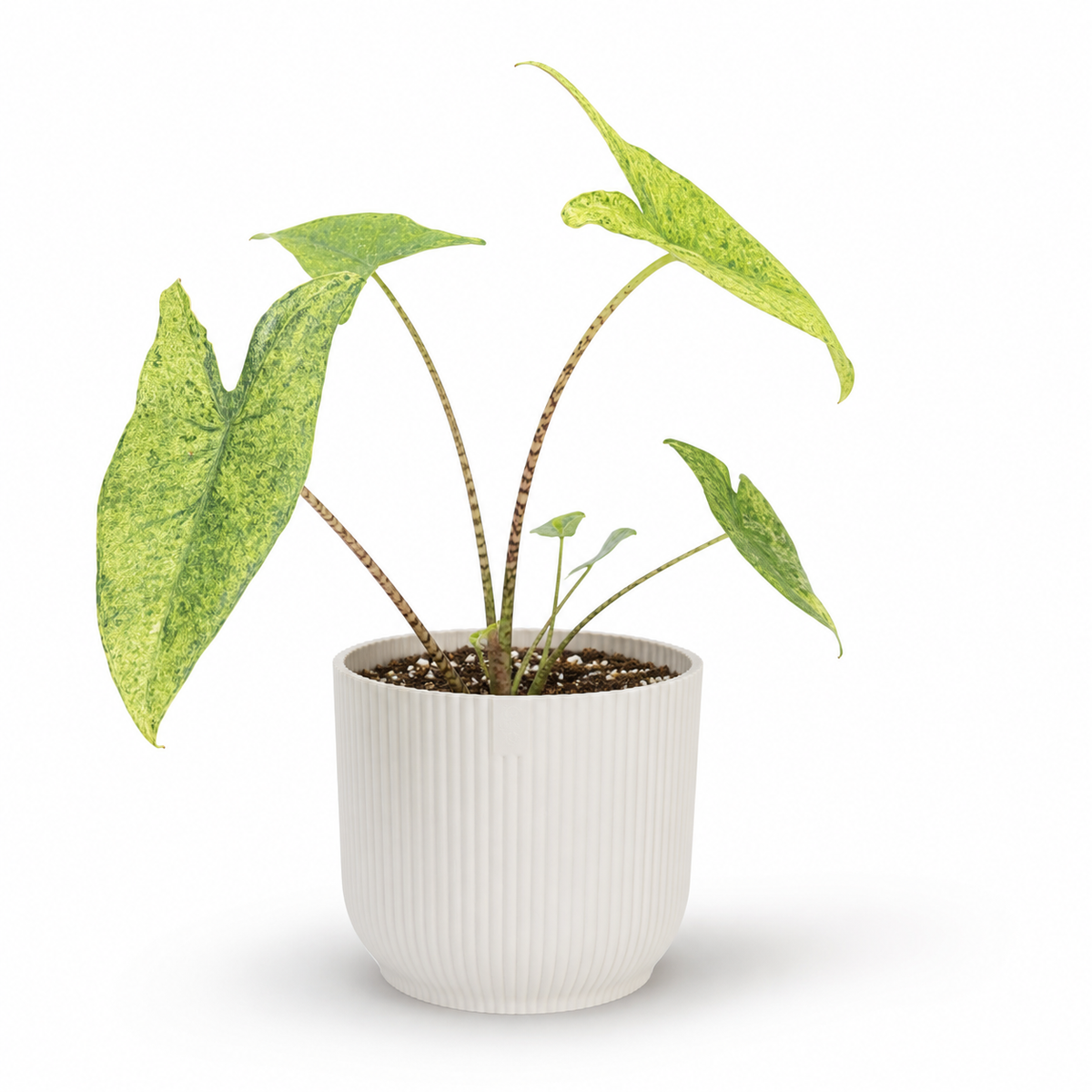 Alocasia Zebrina Mojito 9cm Potsize Houseplant