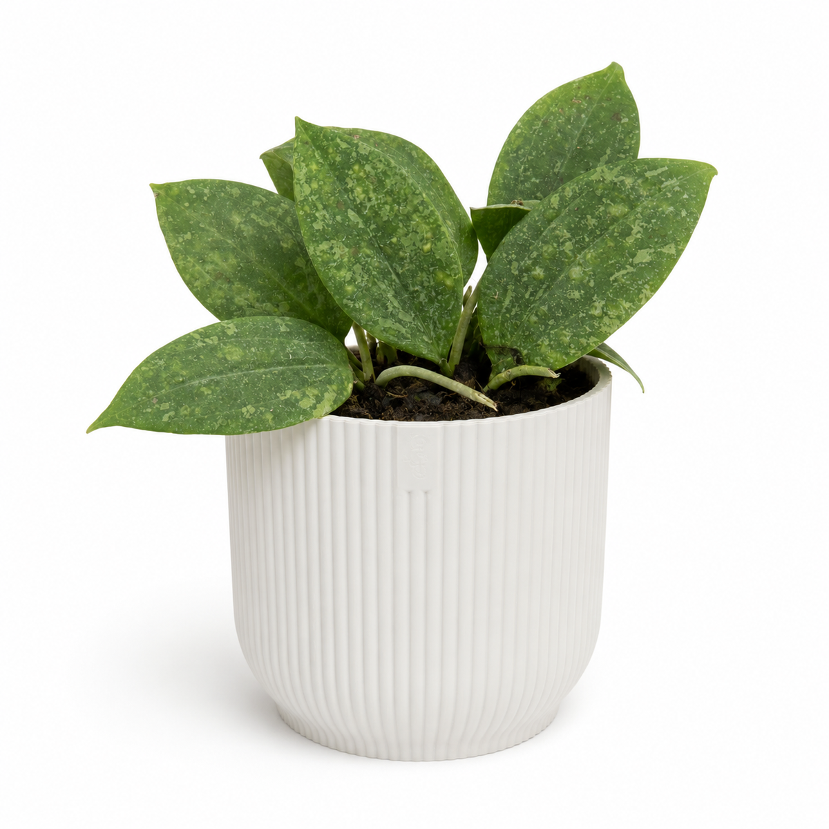 Hoya Rangsang 12cm Potsize Houseplant
