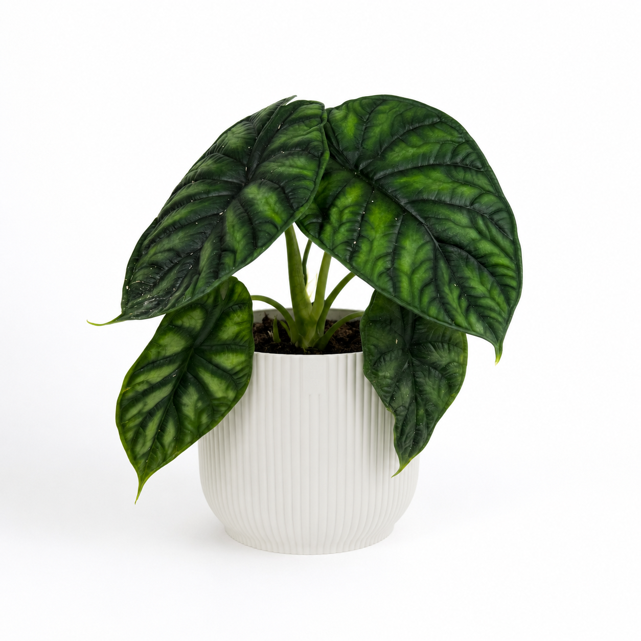 Alocasia Dragonscale 12cm Potsize Houseplant