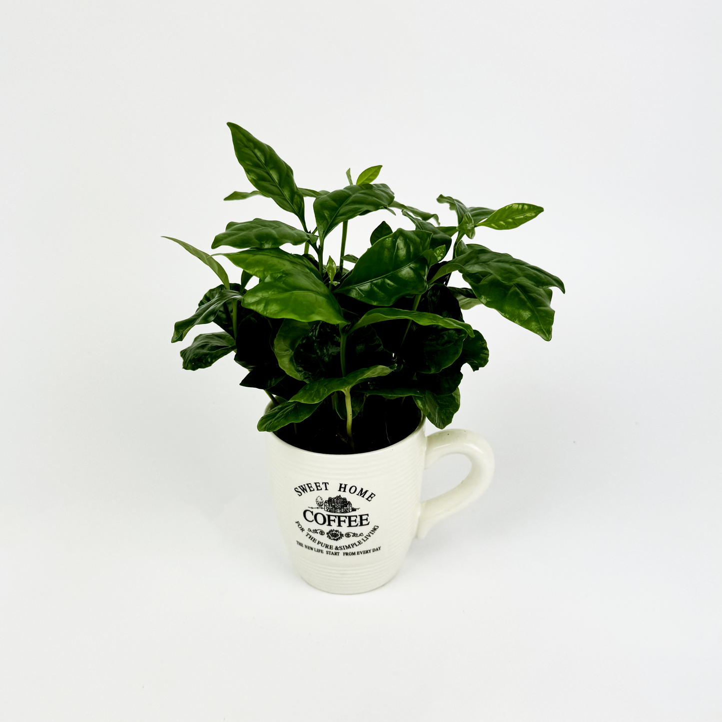 Coffee in MUG Indoor Houseplant