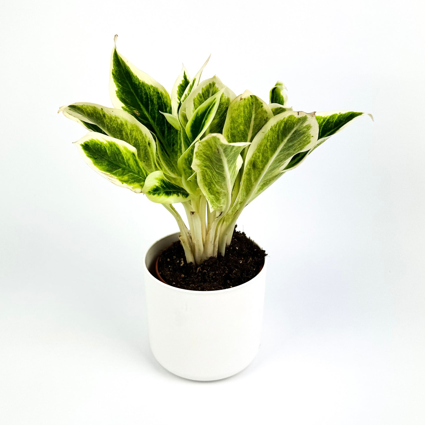 Aglaonema Lipstick Green 12cm Houseplant
