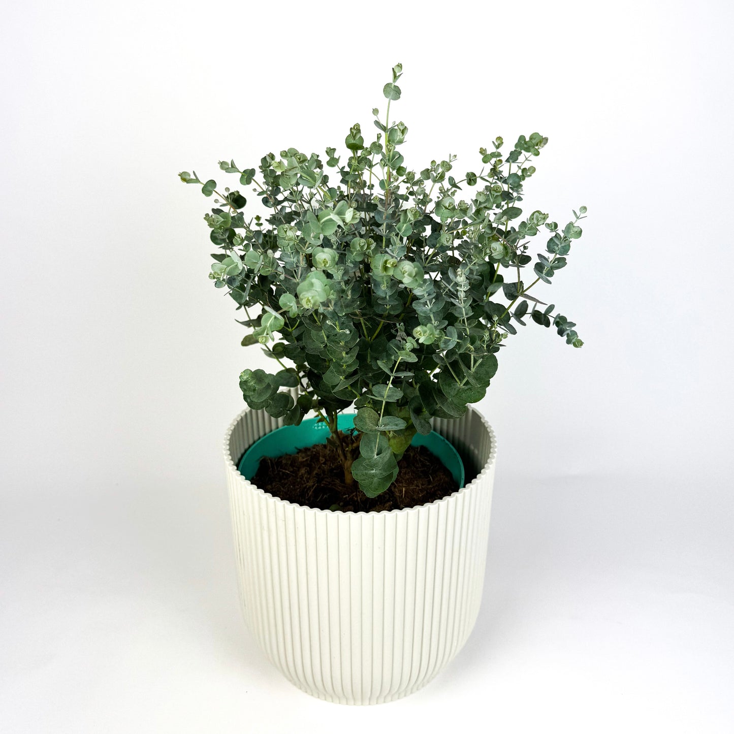 Eucalyptus Gunnii Azura Outdoor Plant