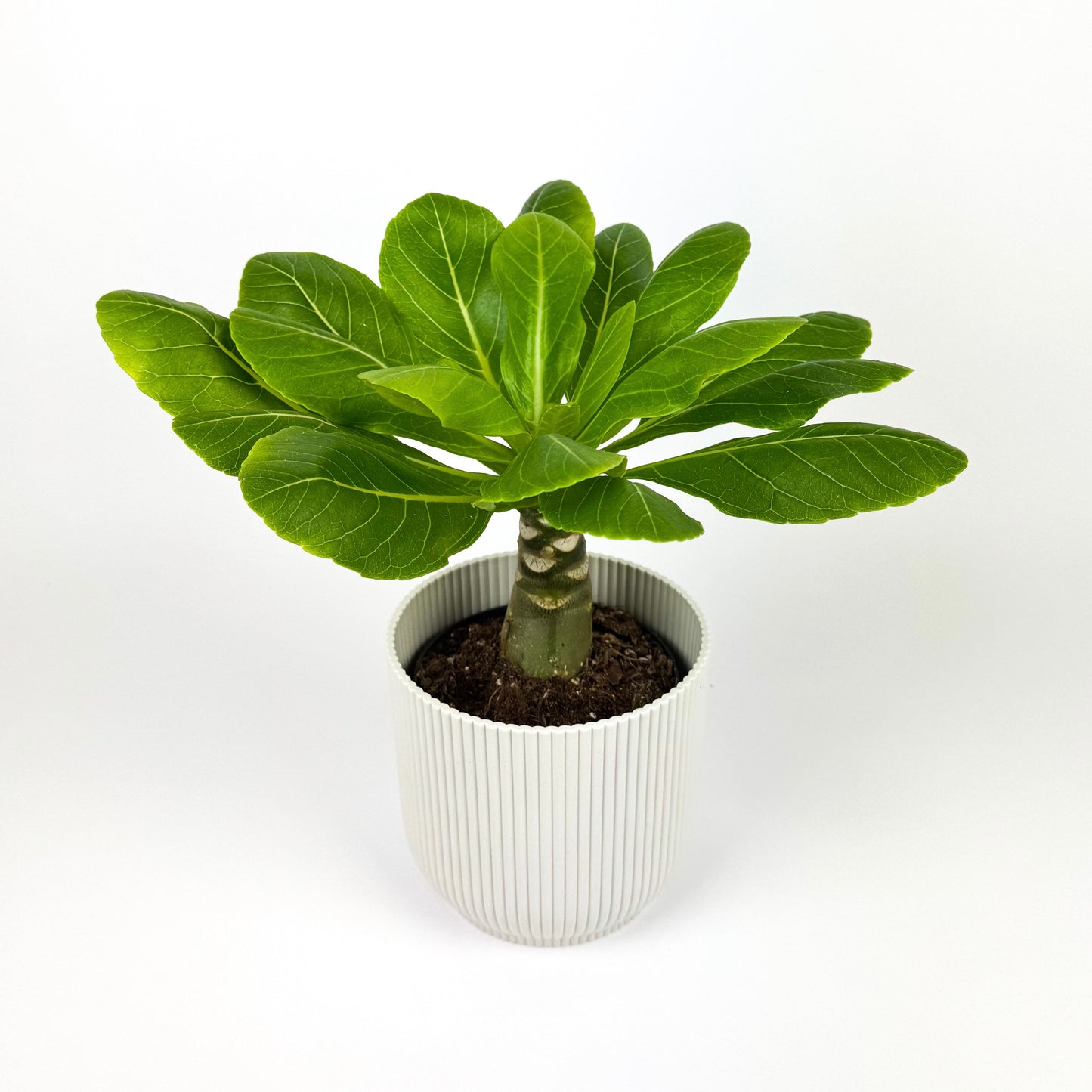 Brighamia Insignes Houseplant