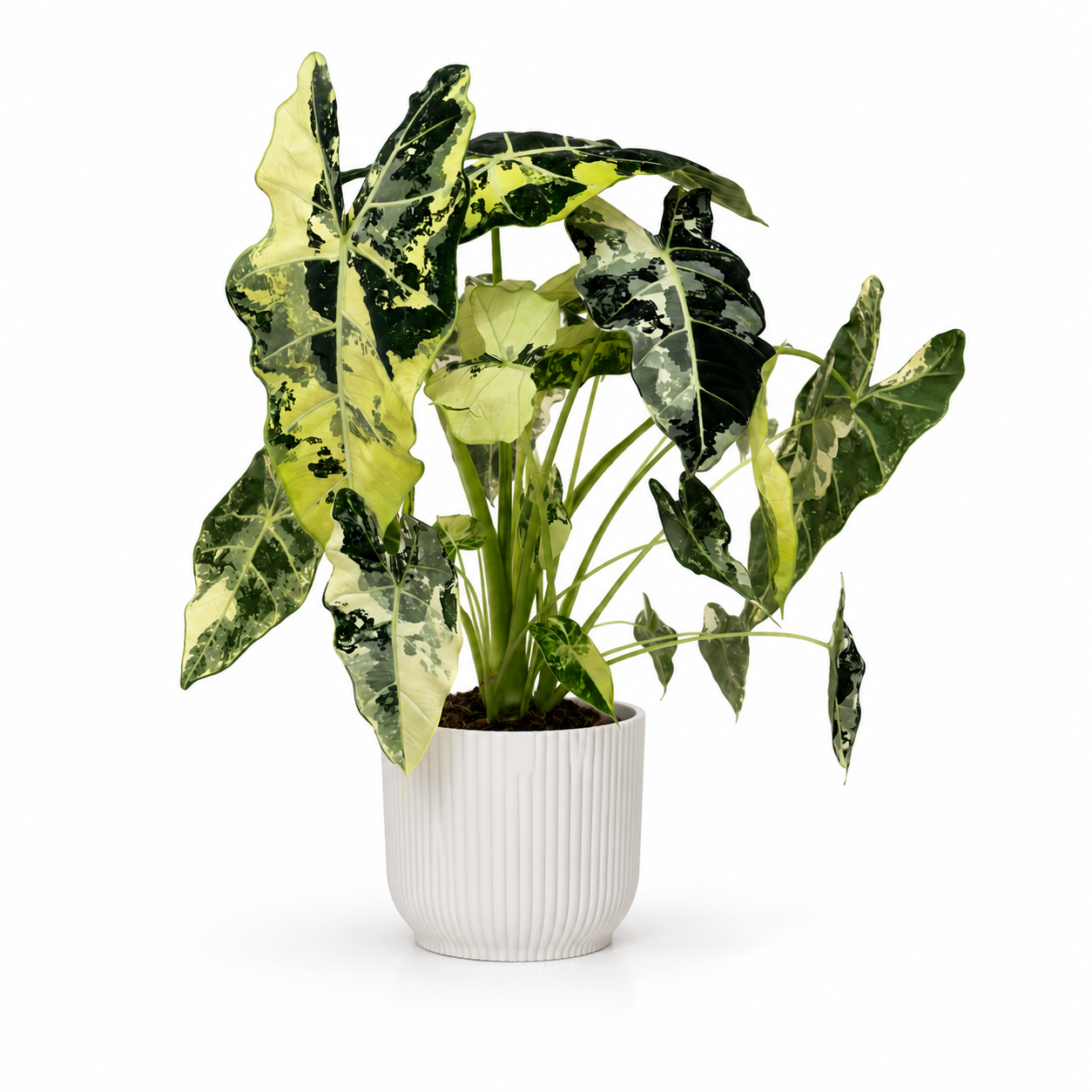 Alocasia Frydek Variegated 17cm Houseplant