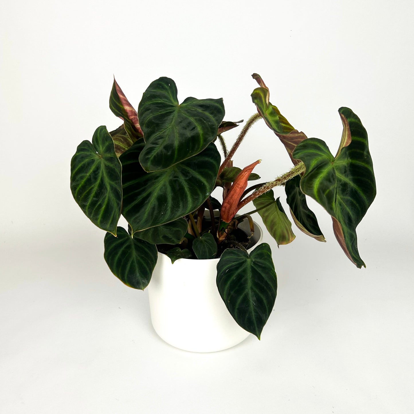 Philodendron Verrucosum Houseplant