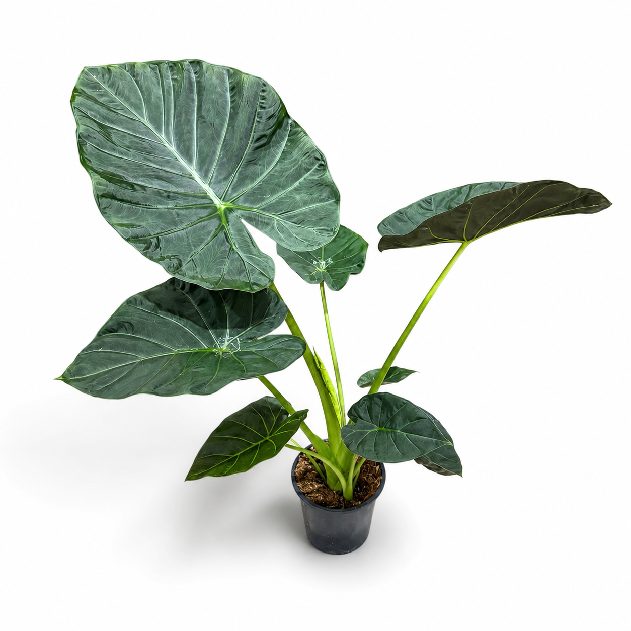 Alocasia Regal Shields 19cm Potsize Houseplant