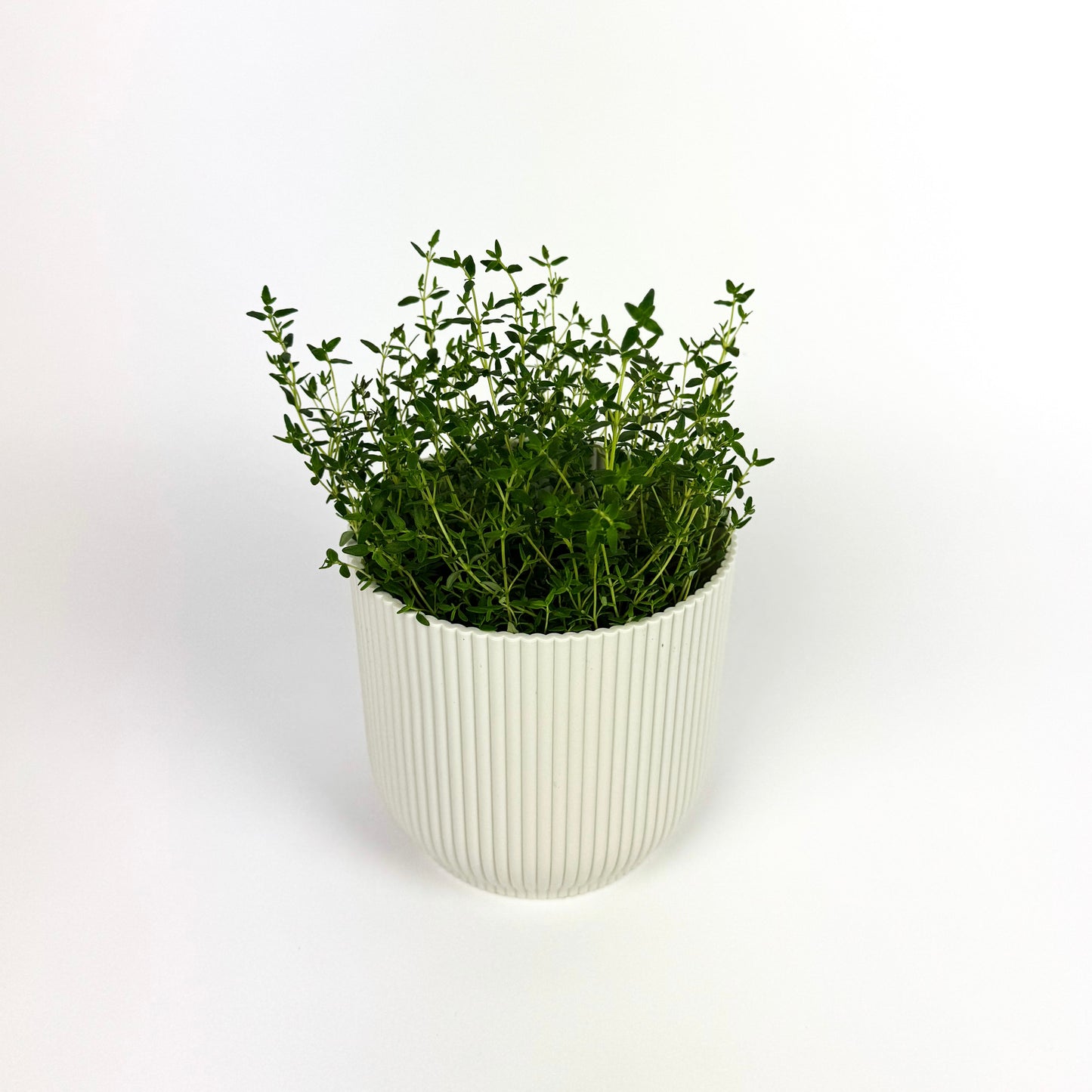 Thyme Herb Plant