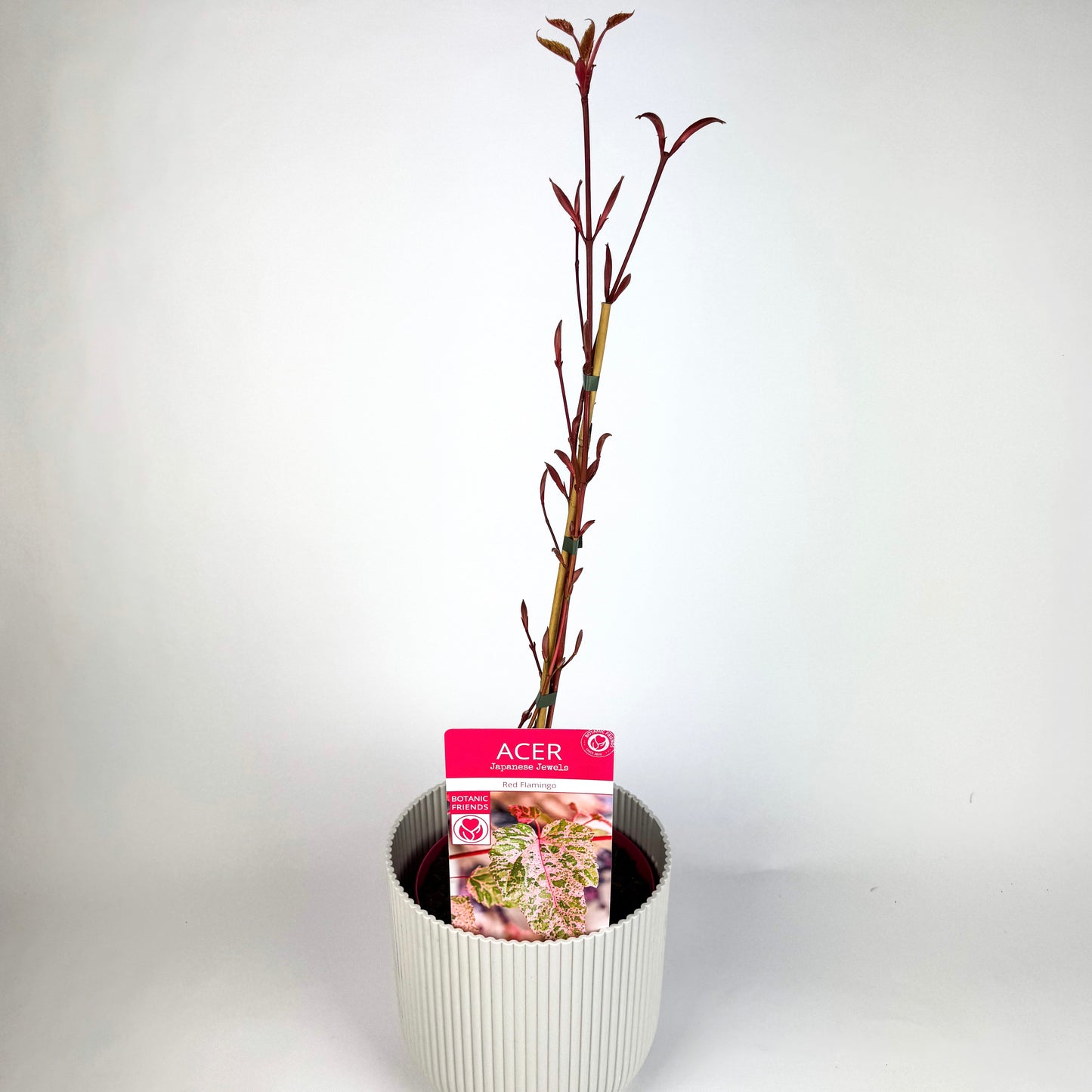 Acer Conspicuum Red Flamingo Outdoor Plant