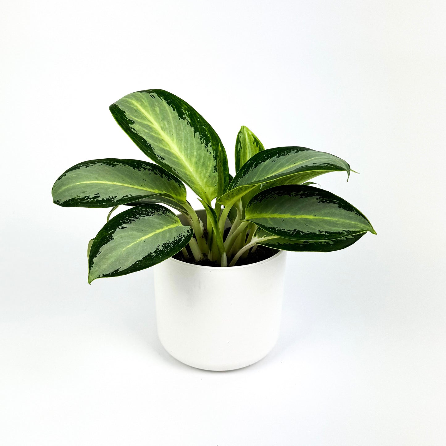 Aglaonema Silver Blue 12cm Houseplant
