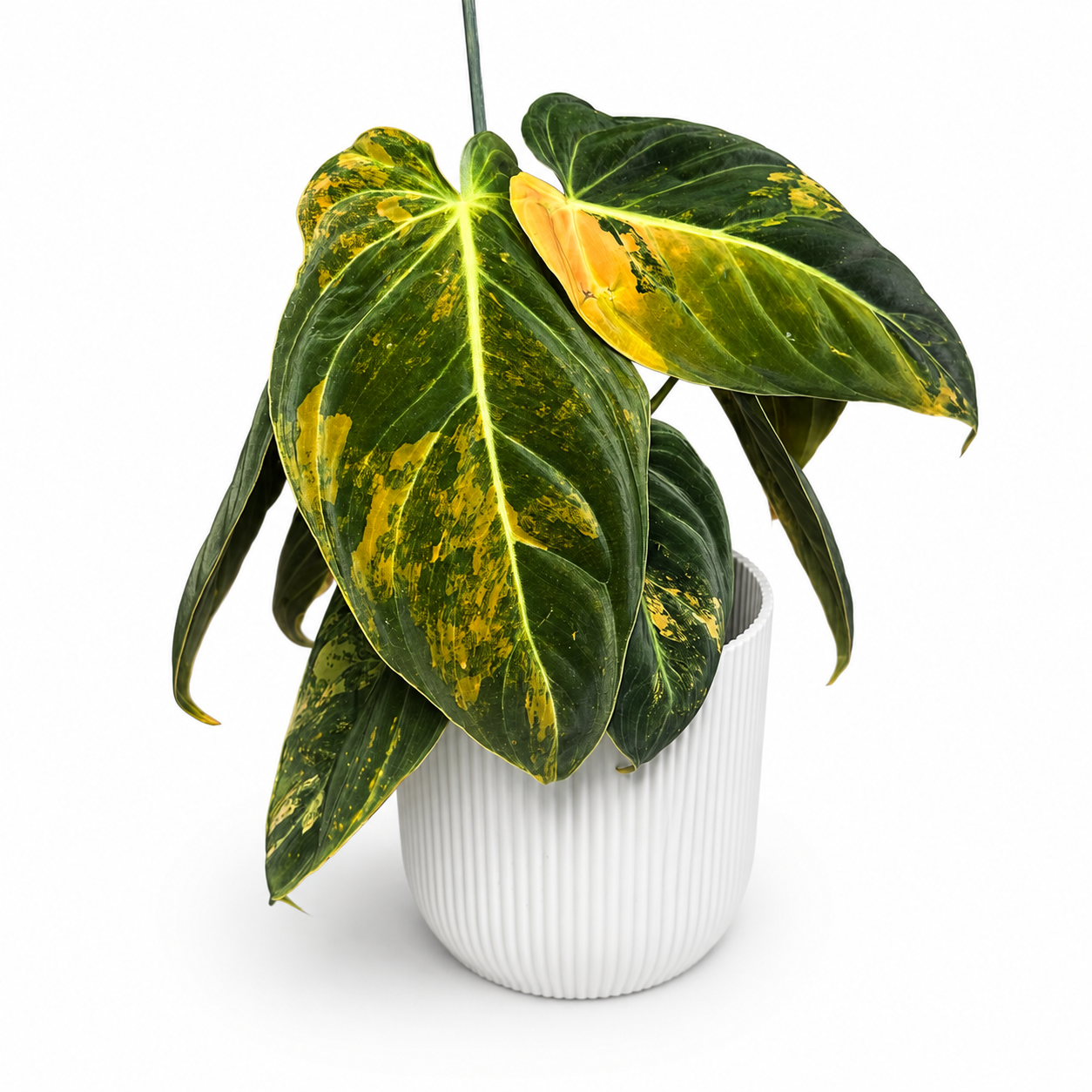 PRE ORDER - Philodendron Melanochrysum Variegated Houseplant