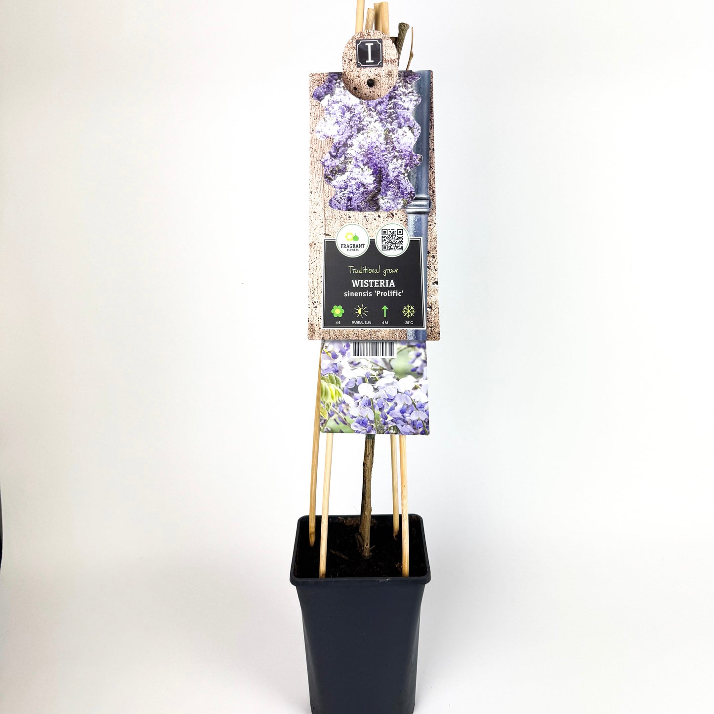 Large Wistreria Prolific Blue Outdoor Plant