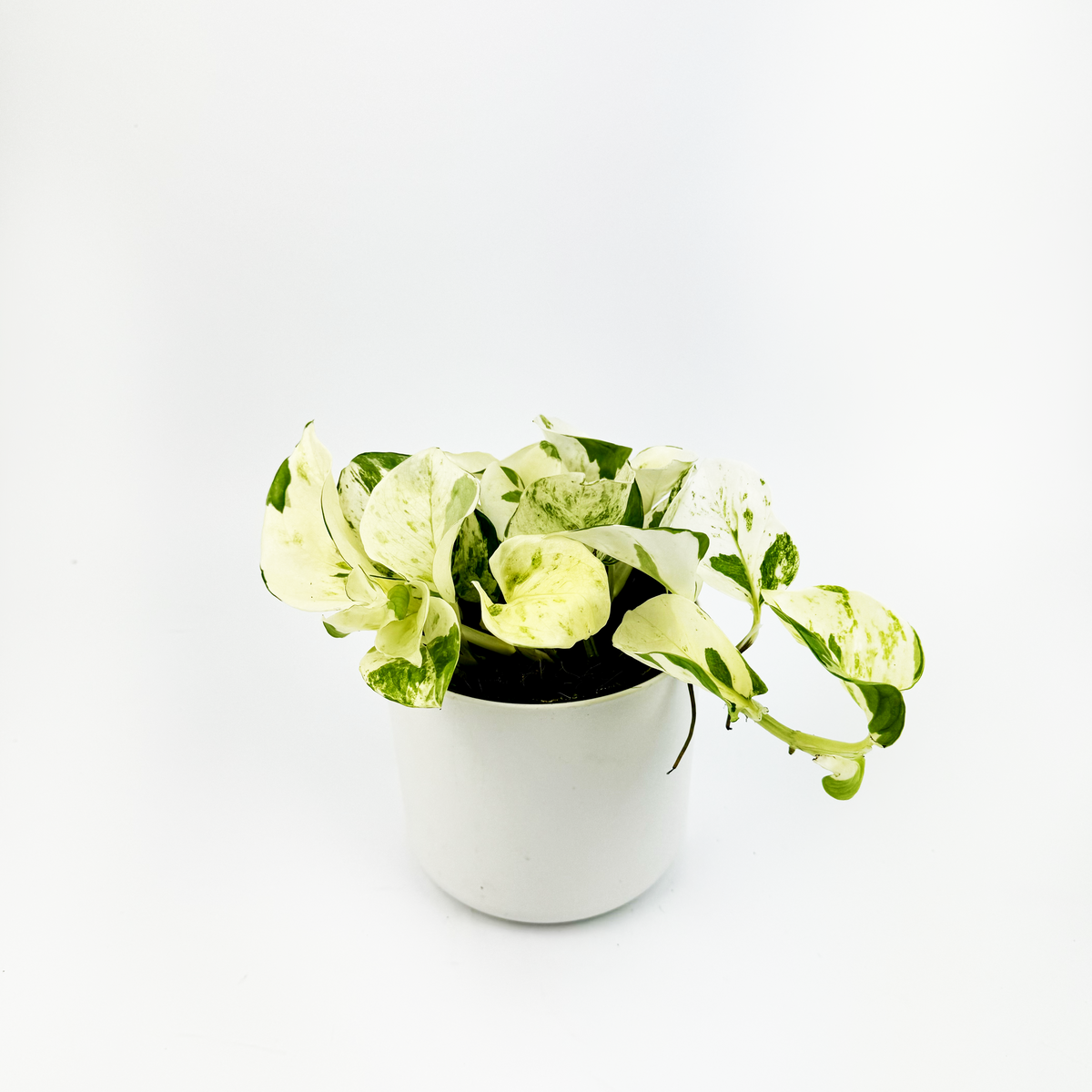 Happy Leaf Pothos Indoor Houseplant