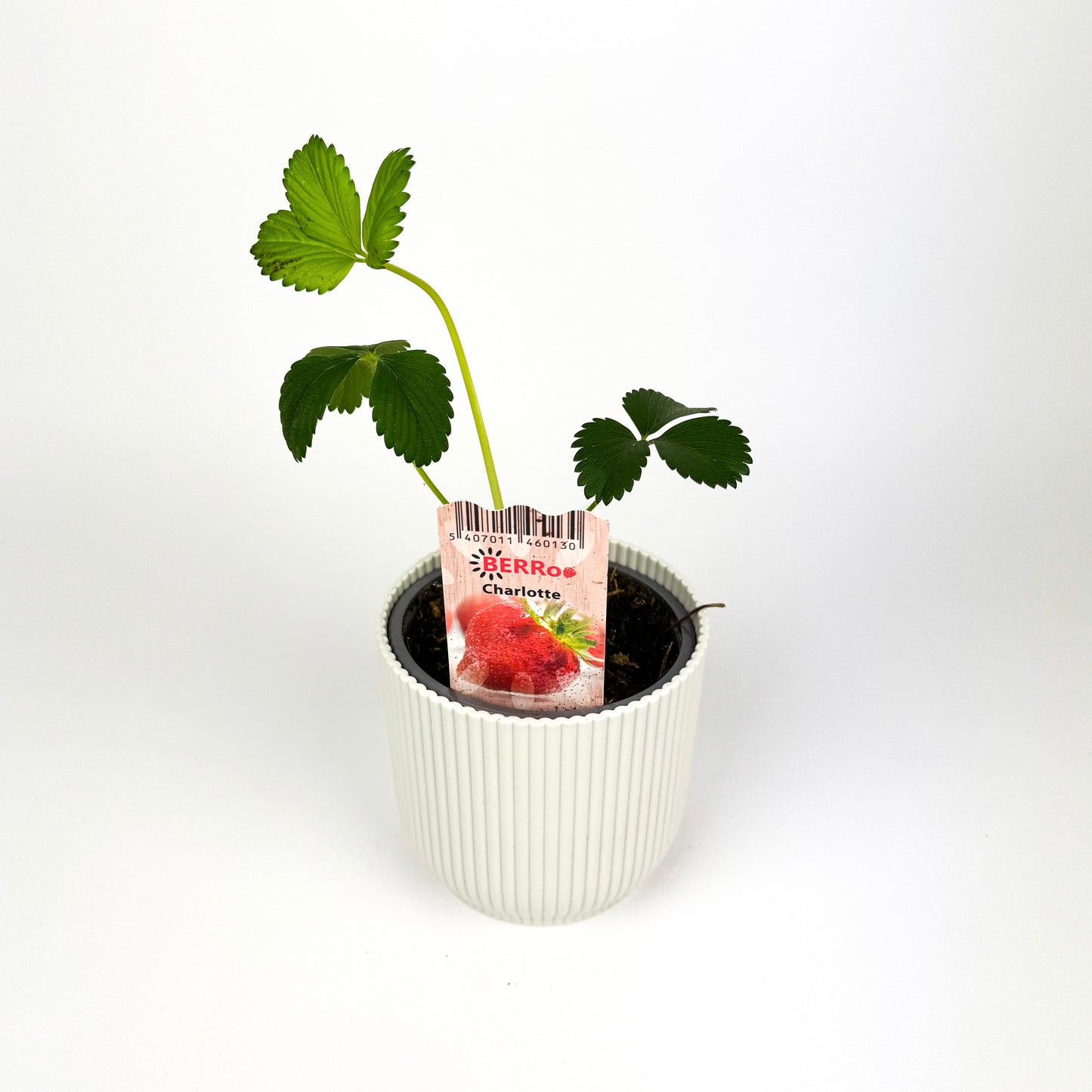 Strawberry (Fragaria) charlotte Plant