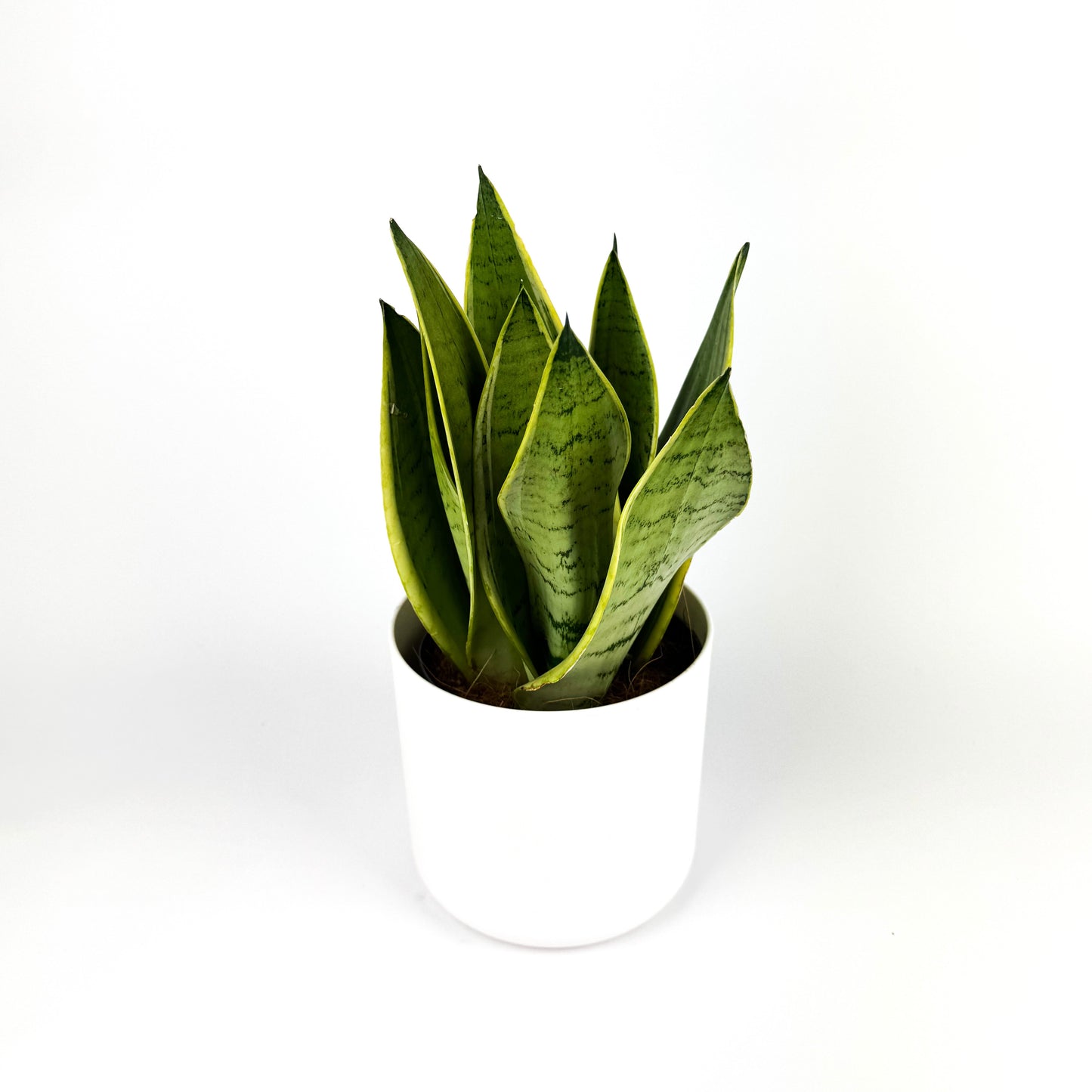 Snake White Snow Houseplant