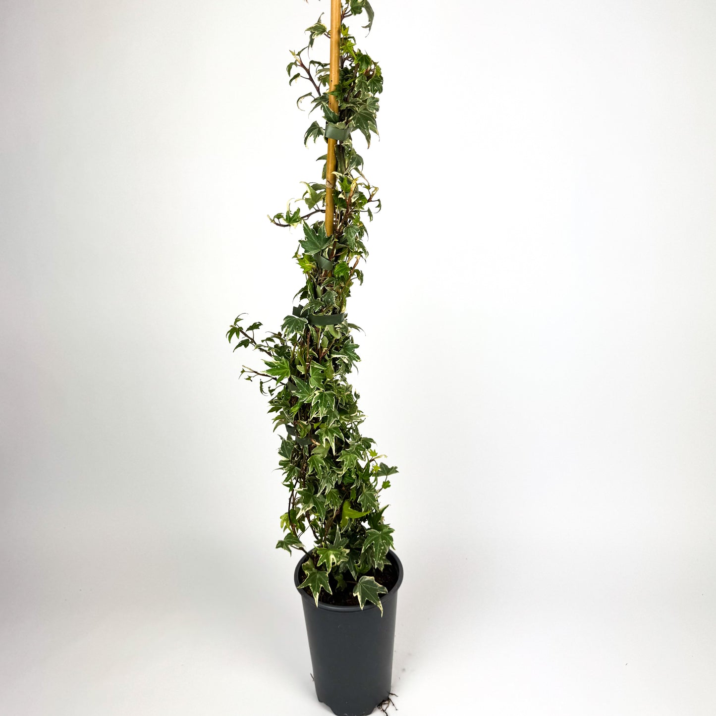 Large Hedera Helix White Ripple Outdoor plant