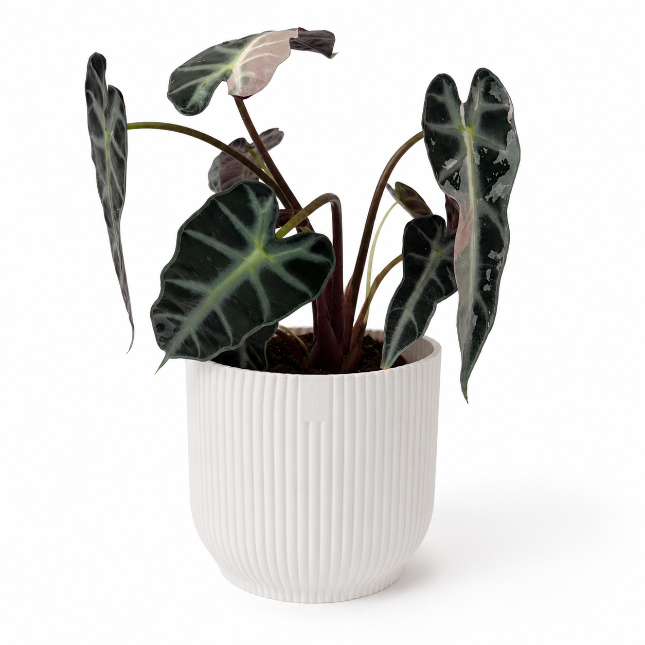 Alocasia Bambino Pink Variegated 9cm Pot Size Houseplant