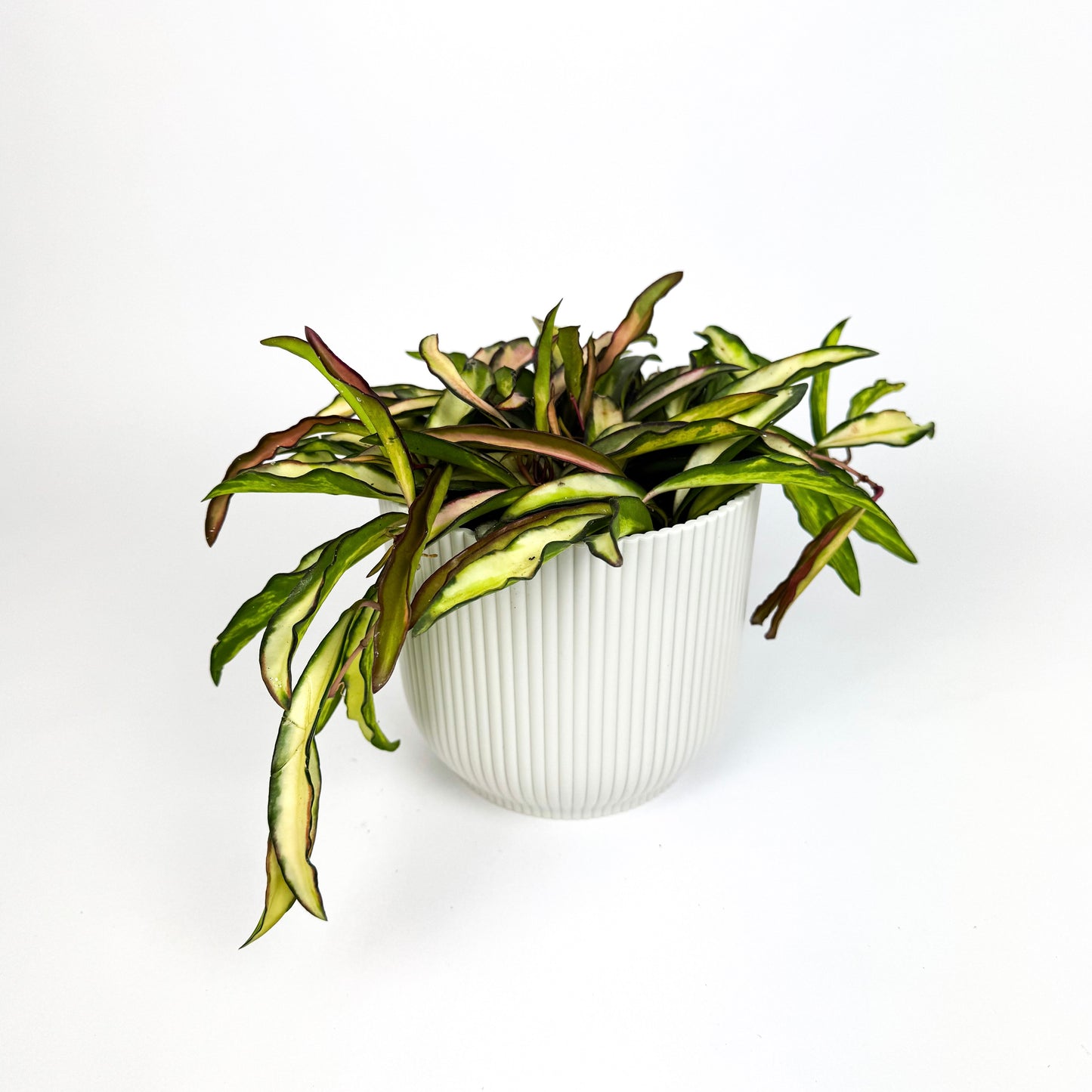 Hoya Wayetti Tricolour Houseplant