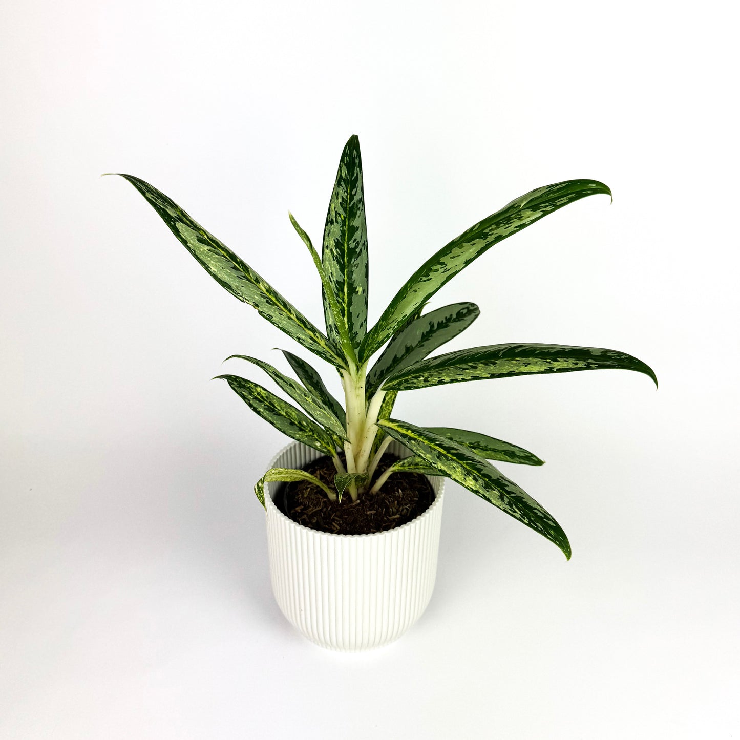 Aglaonema Matcha Lemon 12cm Houseplant