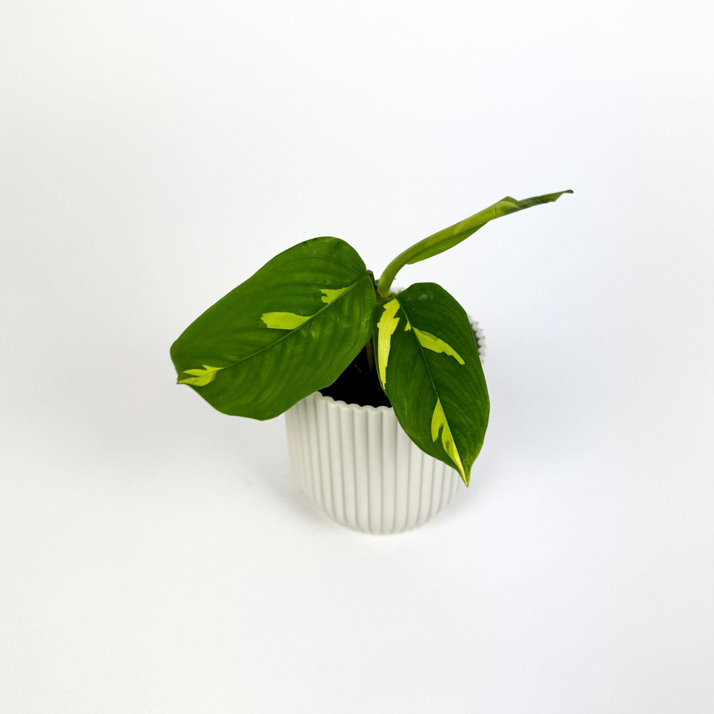 Mini Ctenanthe pilosa Houseplant