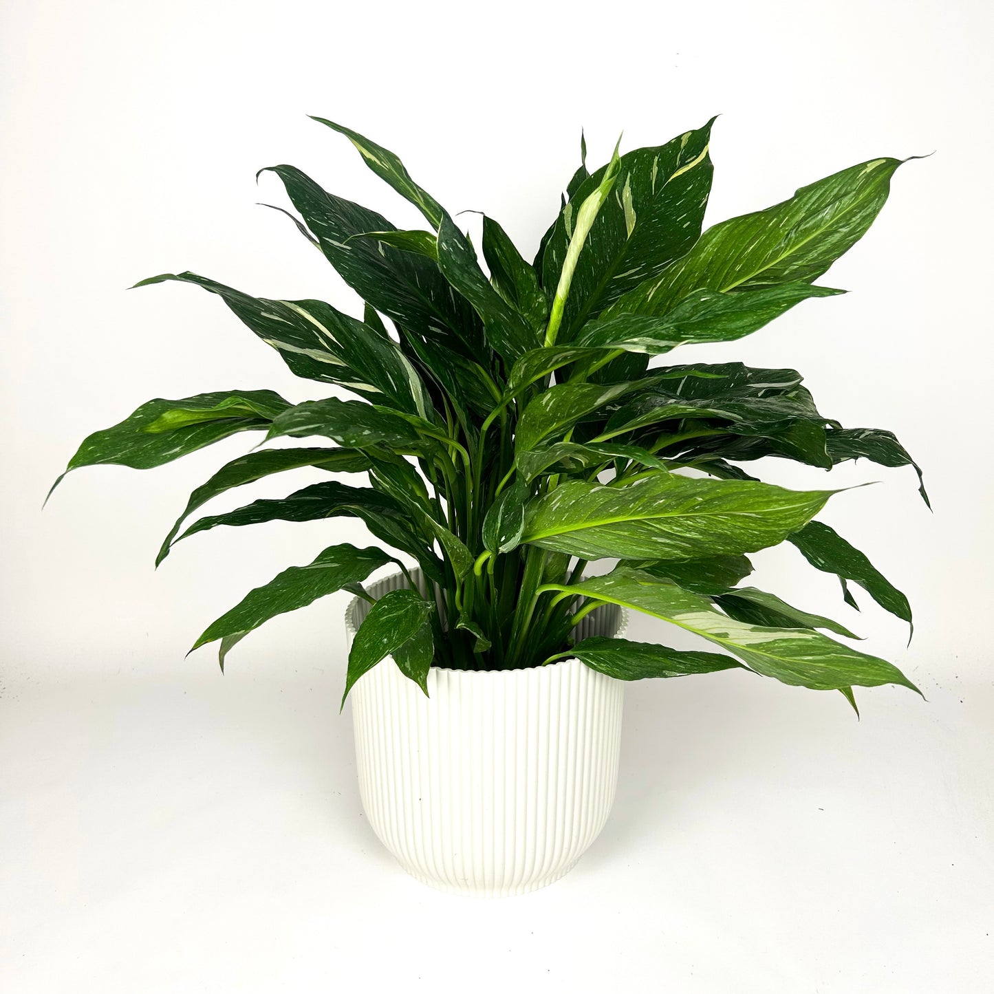 Spathiphyllum Diamond Houseplant