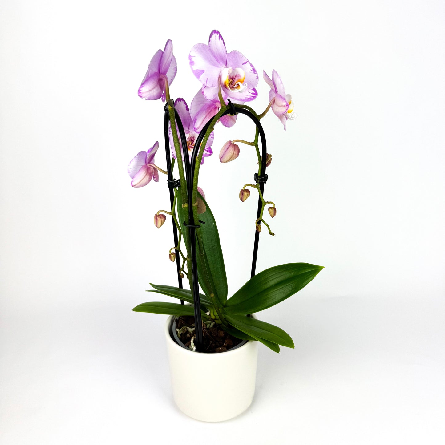 Mother's Day Phalaenopsis Cascading Orchid Houseplant