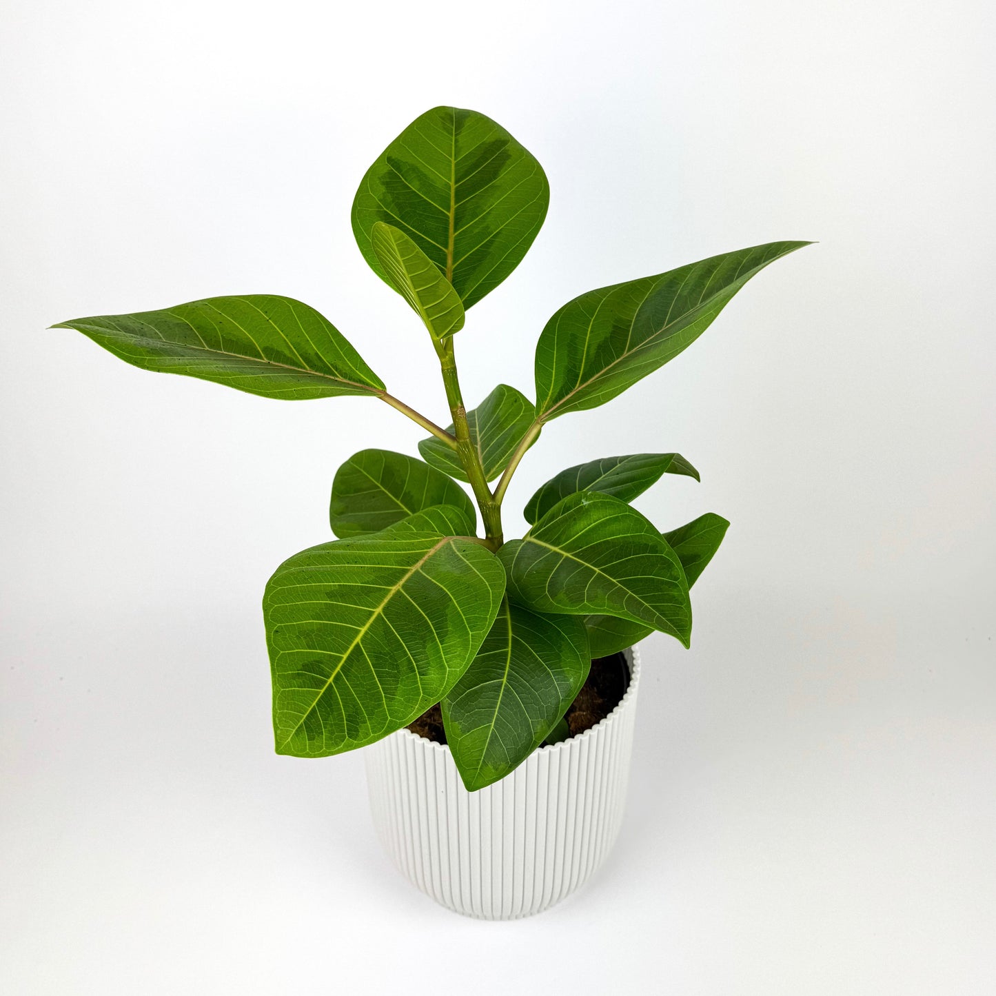 Ficus Altissima Green/Yellow Houseplant