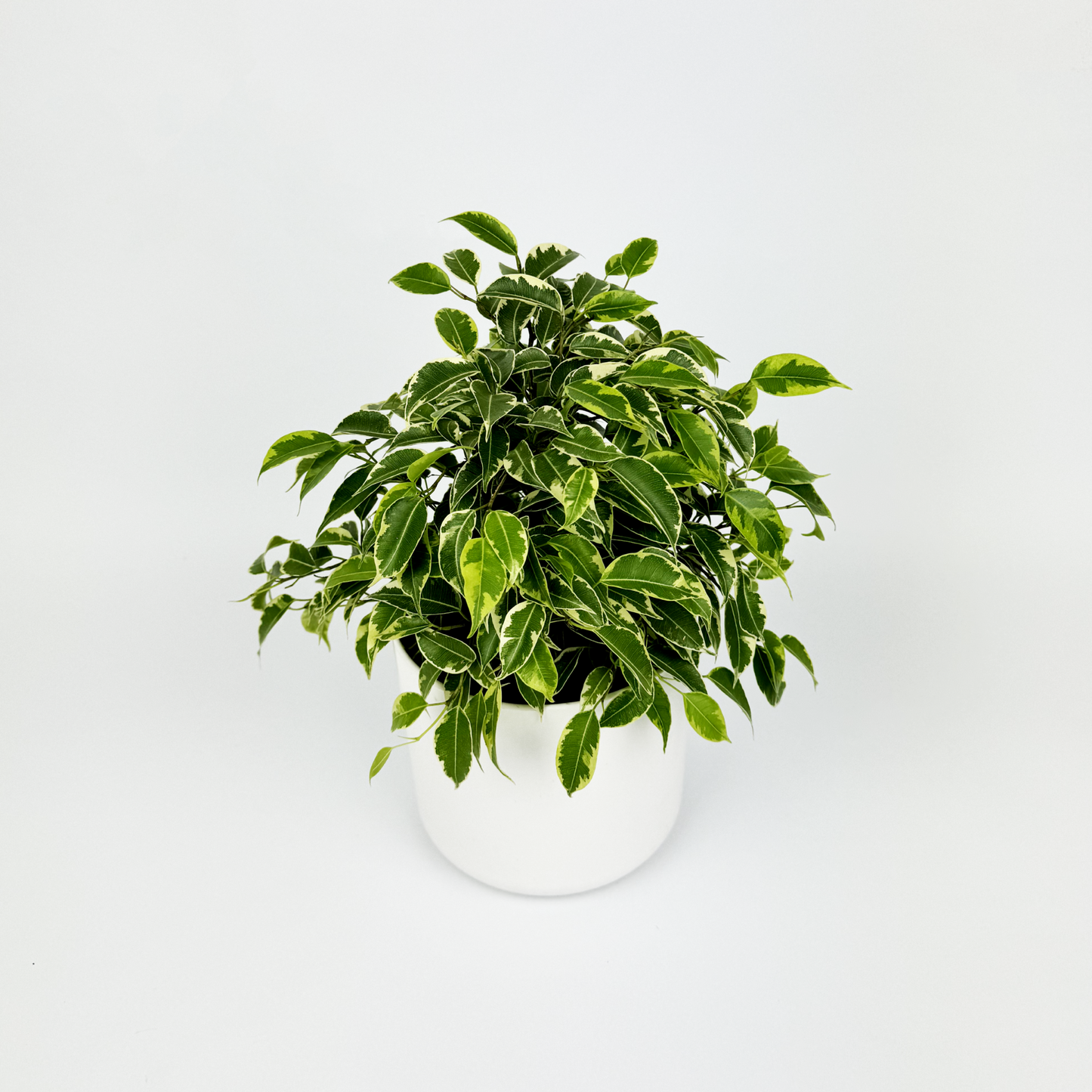 Ficus Benjamina Houseplant