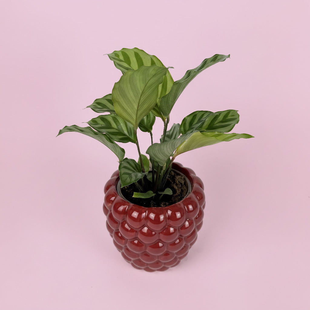 Calathea Houseplant And Raspberry Ceramic Pot Gift Set