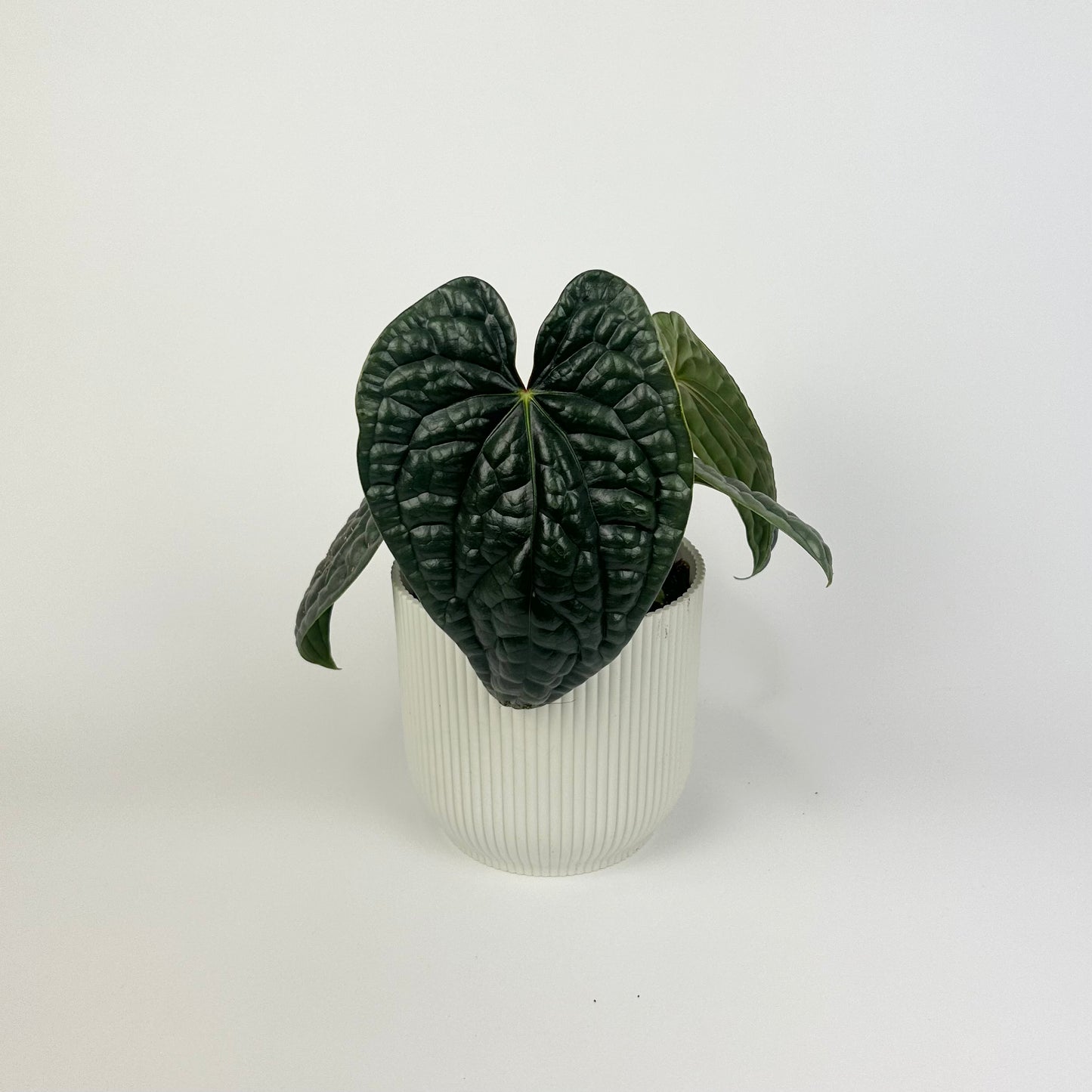 Anthurium Luxurians 12cm Houseplant