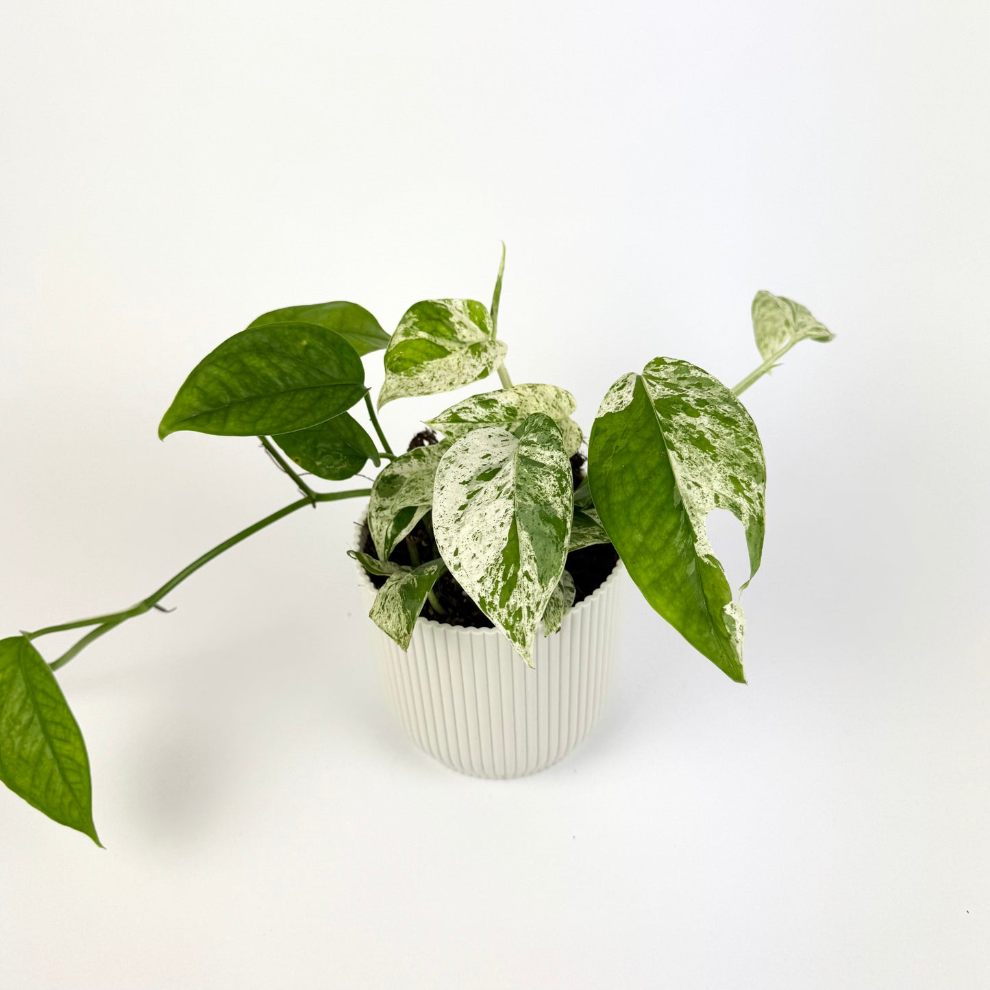 Epipremnum Pinnatum Marble Variegated 10.5cm Houseplant