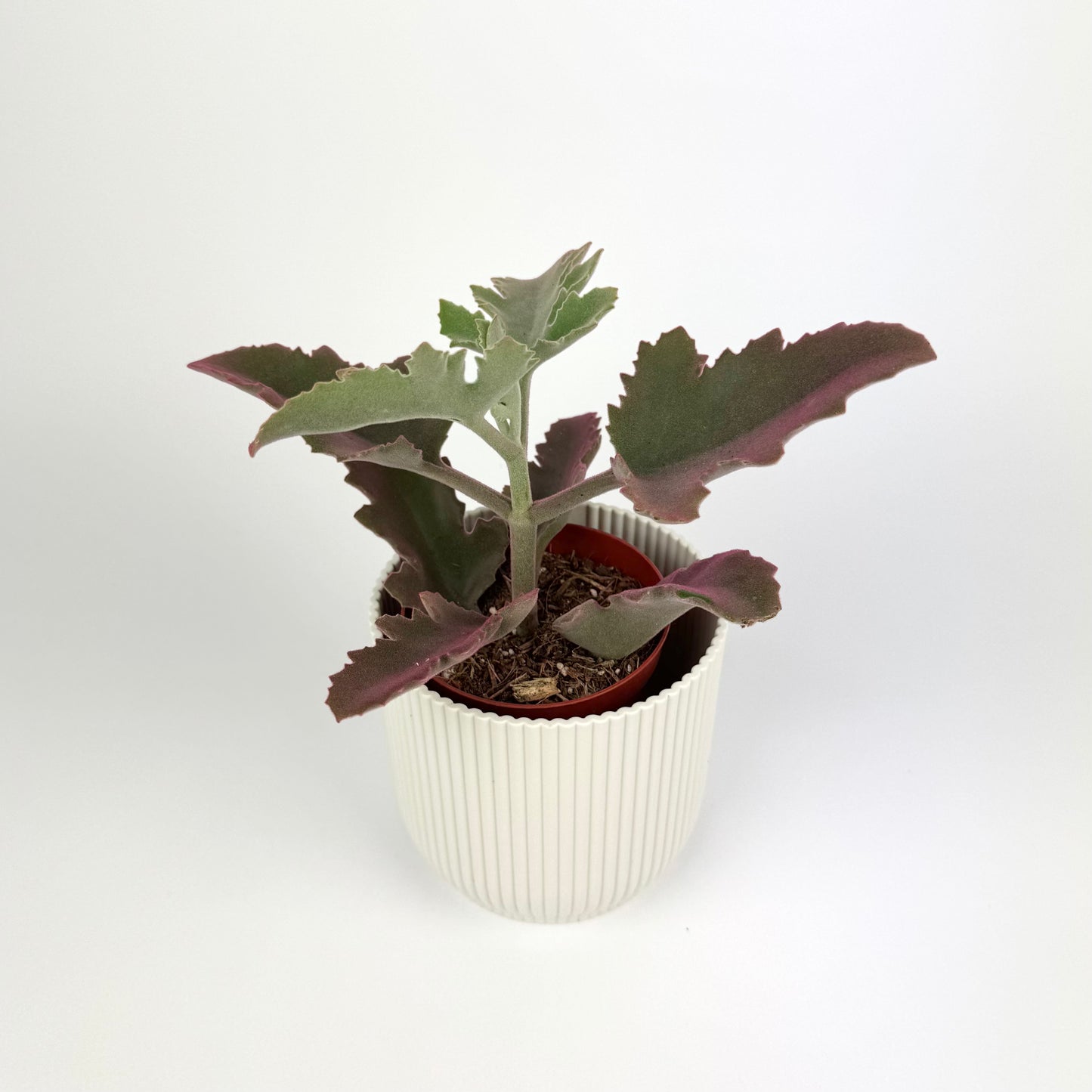 Kalanchoe Beharensis Make Upz Pink 8.5cm Houseplant