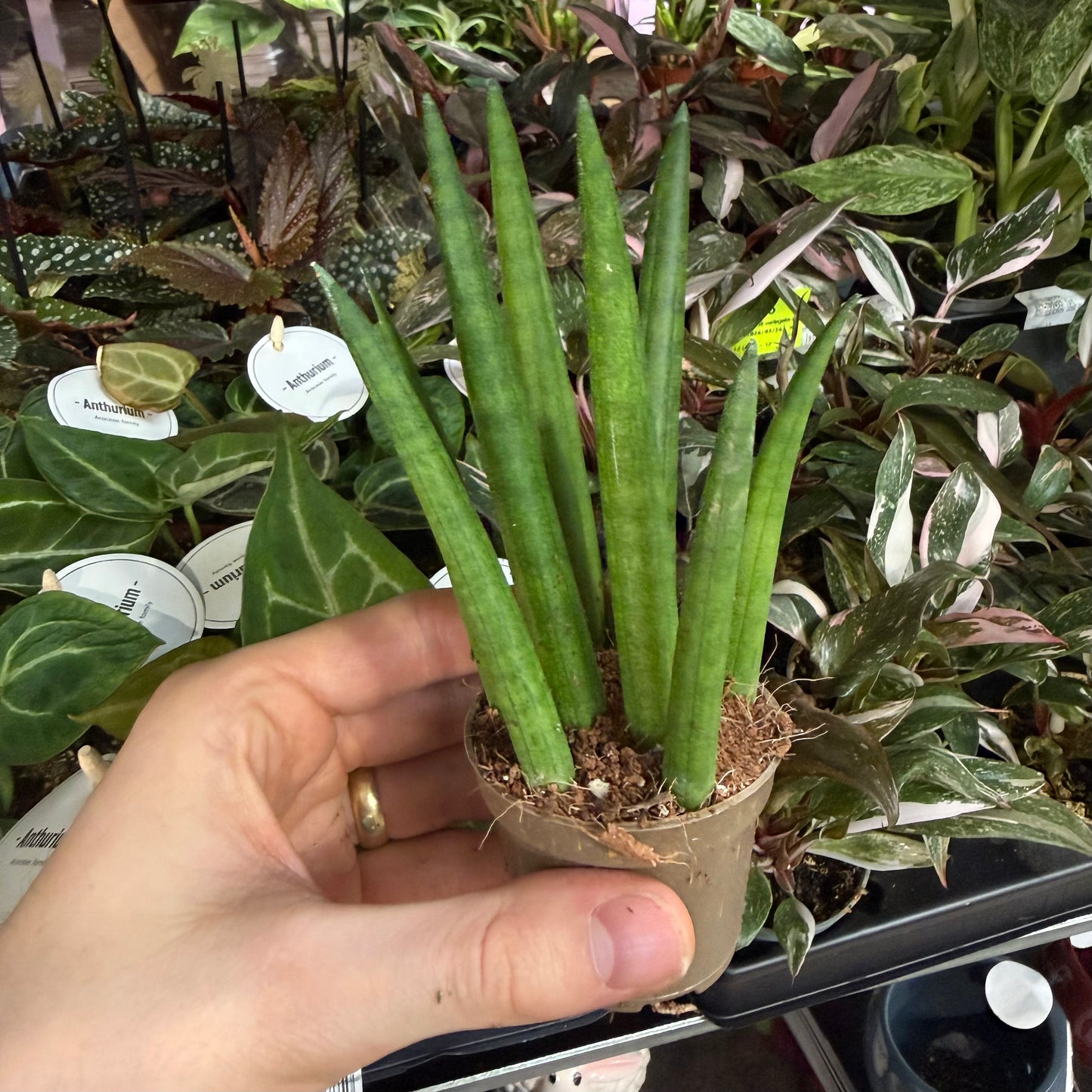 Mini Plants Bundle
