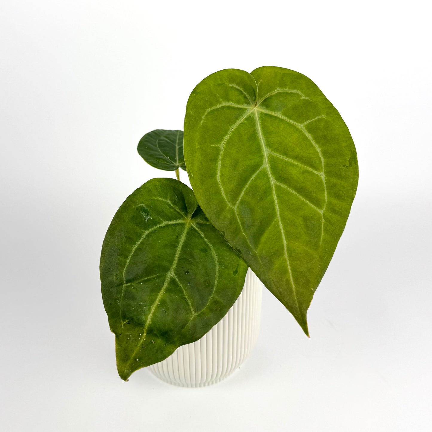Anthurium Dark Phoenix 12cm Pot Size Houseplant