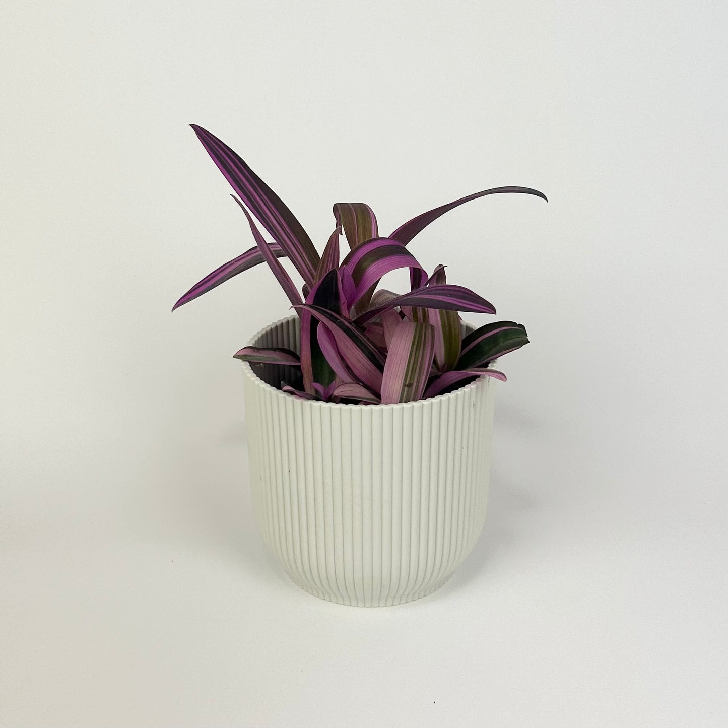 Tradescantia Sitara Pink Houseplant