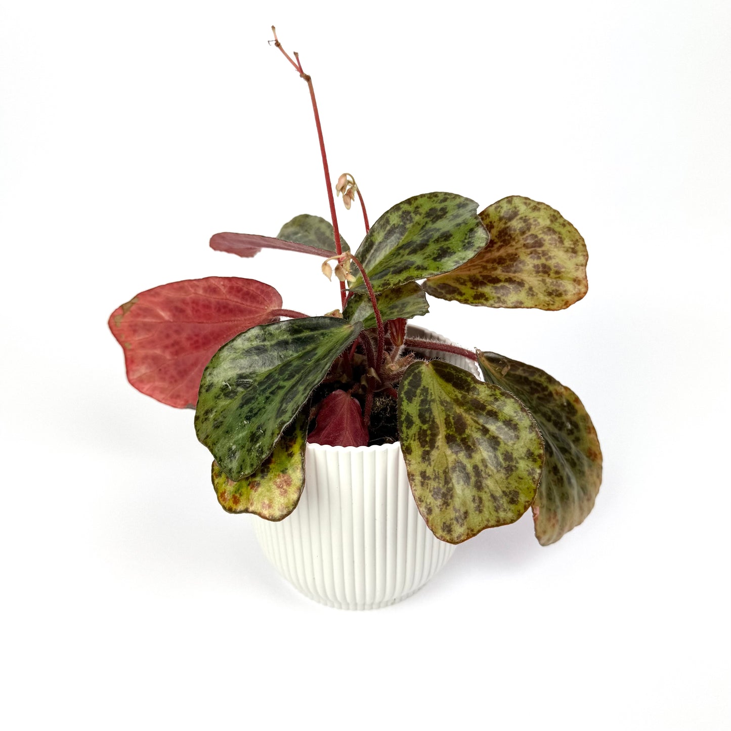 Begonia Blancii Mottled 10.5cm Pot Size Houseplant