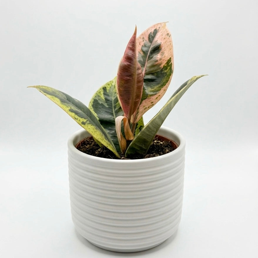 Ficus Moonlight Variegated 9cm Houseplant