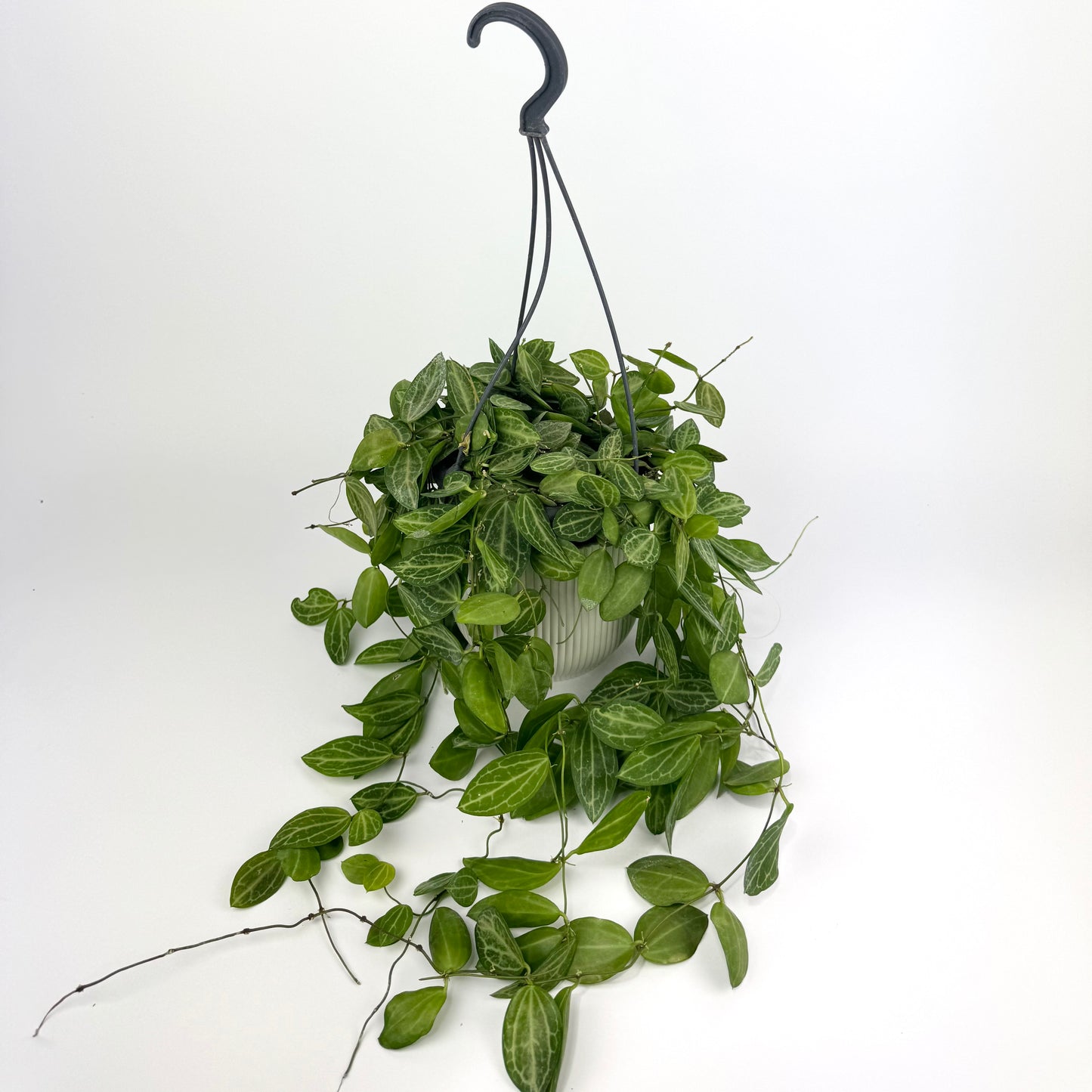 Dischidia Ovata 14cm Houseplant