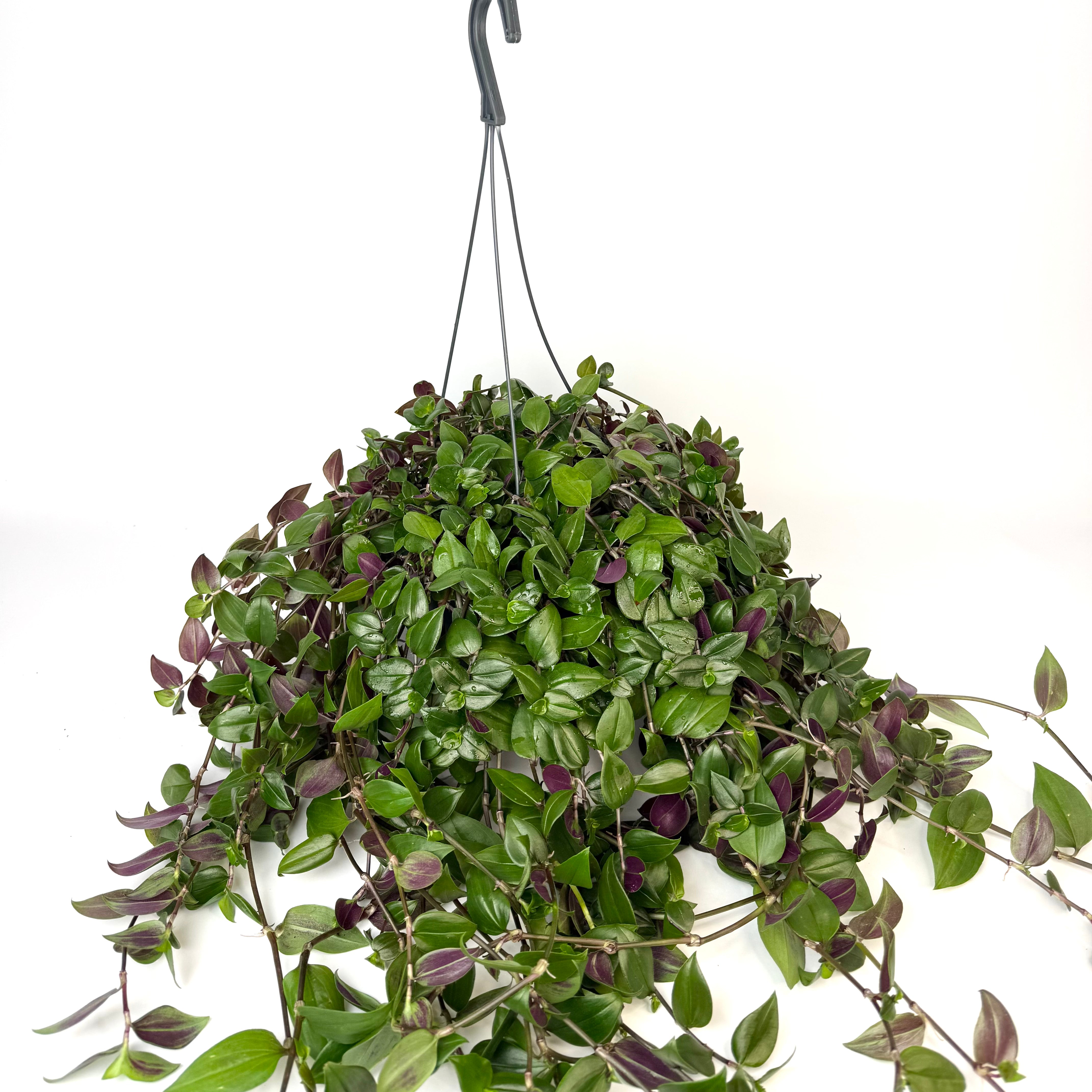 7+ Tradescantia Green Tradescantia Green Hill 17cm Houseplant – OH SO Floral