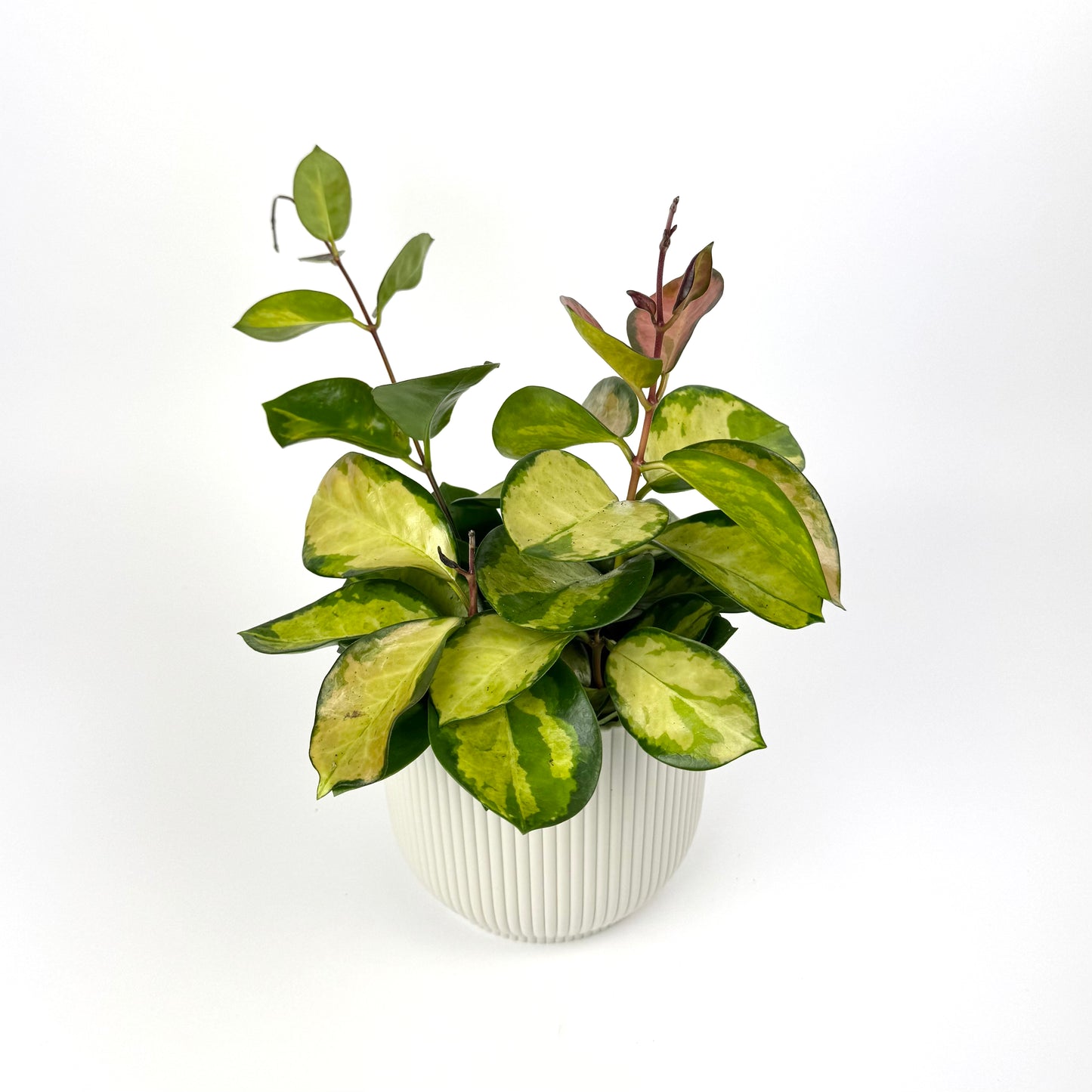 Hoya Tricolor Bordvare 12cm Pot Size Houseplant