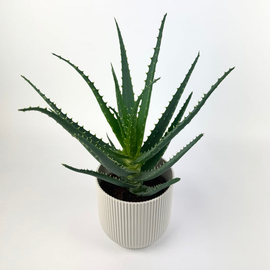 Aloe Vera 12cm Houseplant