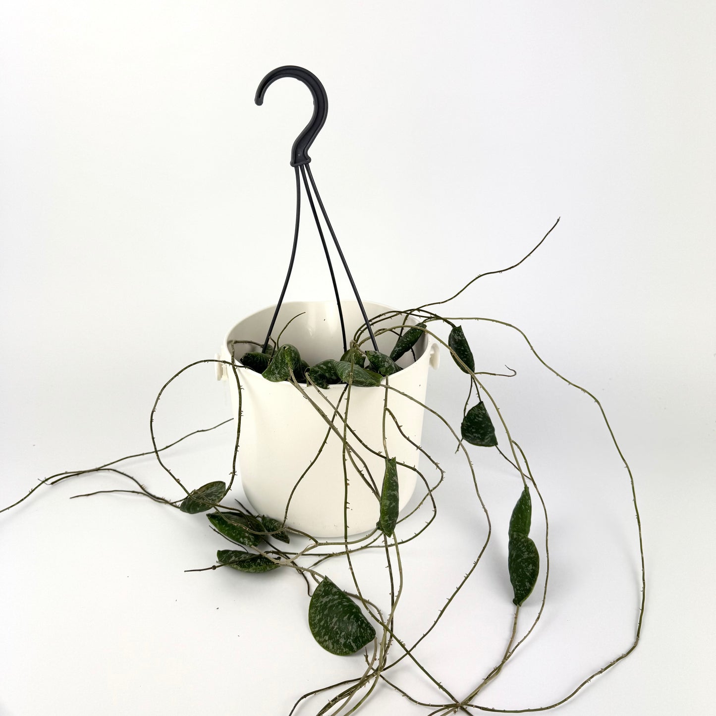 Hoya Imbricata 14cm Houseplant