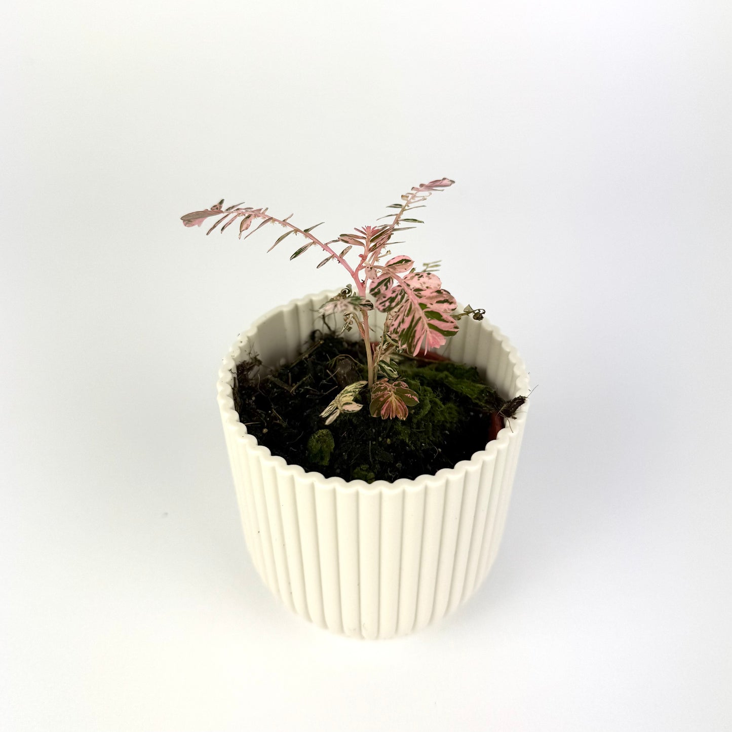 Phyllanthus Urinaria Variegated 6cm Pot Size Houseplant