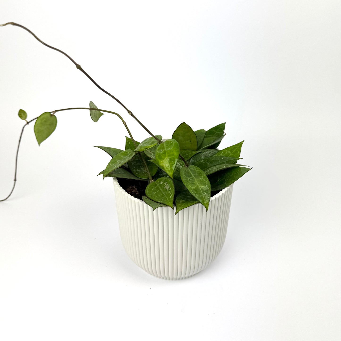 Hoya Parasitica Black Edge 12cm Pot Size Houseplant