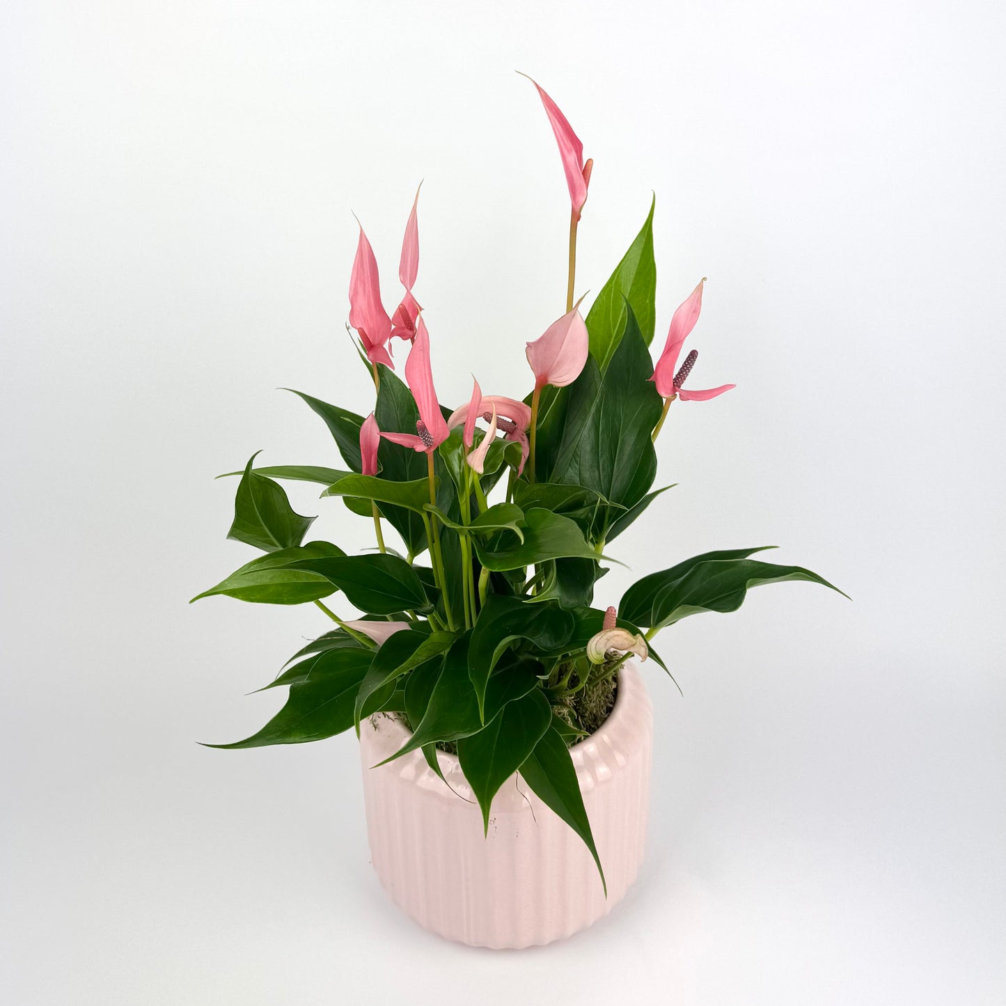 Pink Anth Lilli in Bologna pot Houseplant