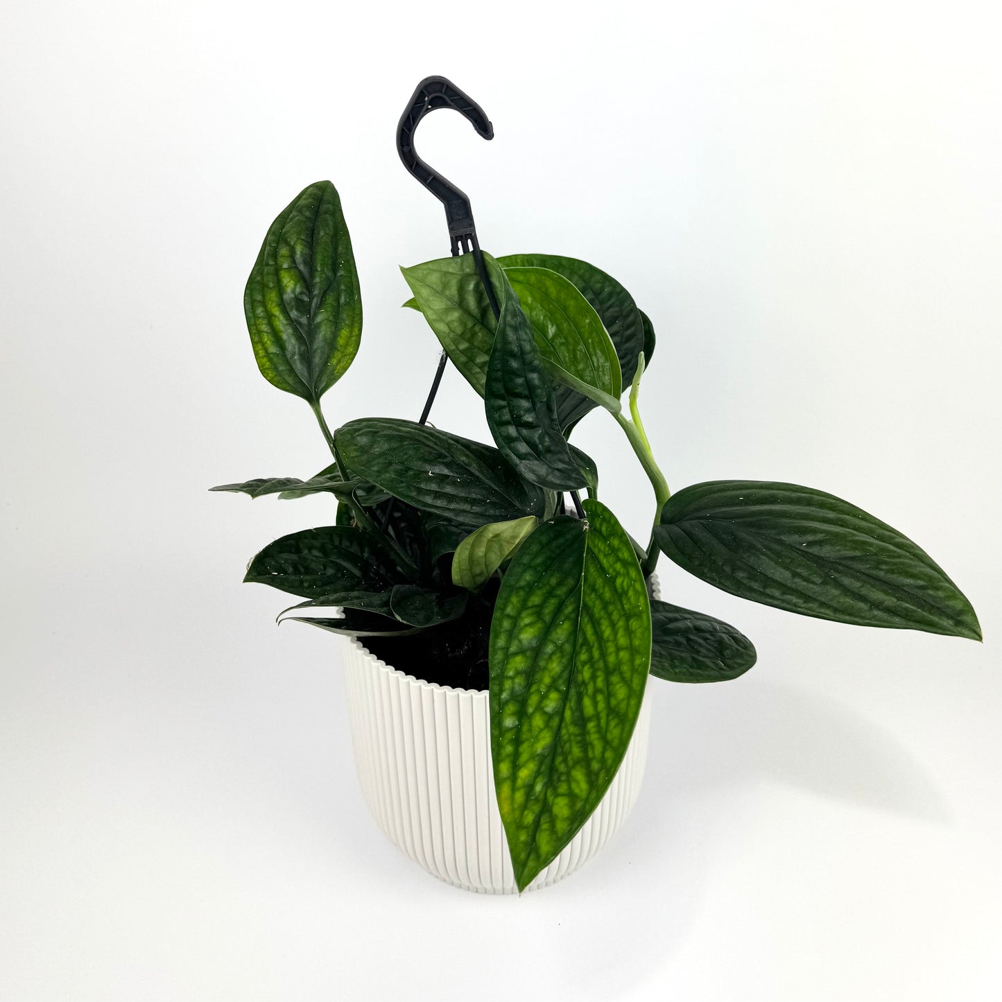 Hanging Scindapsus Marble Planet 14cm Houseplant