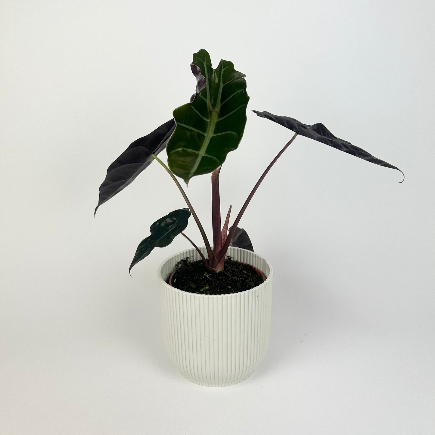 Alocasia Chantrieri 12cm Houseplant