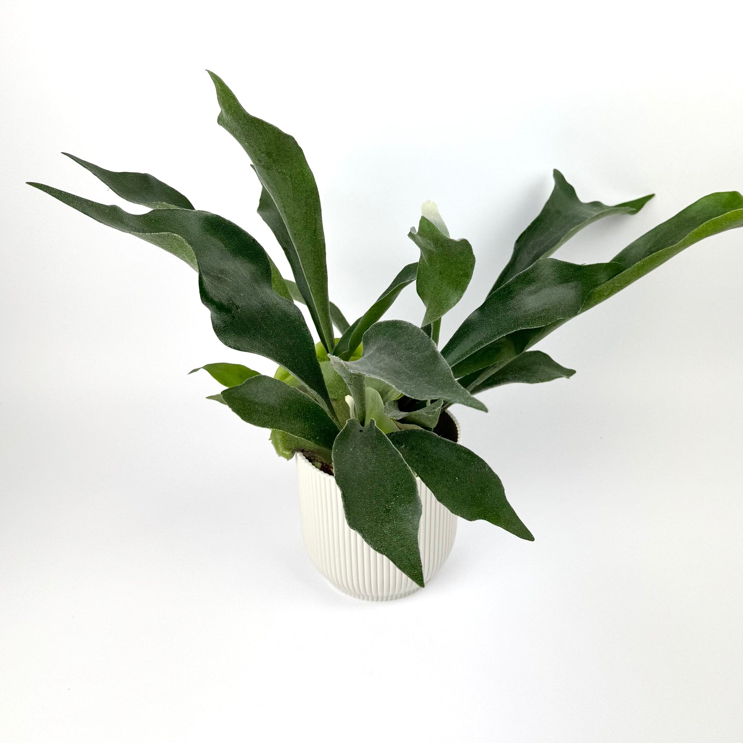Platycerium Bifurcatum 12cm Pot Size Houseplant