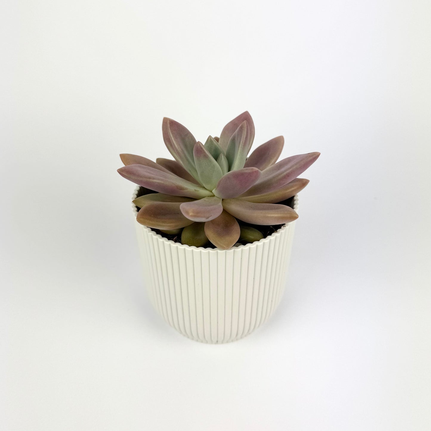Pachyveria Rosy Crown 10.5cm Houseplant