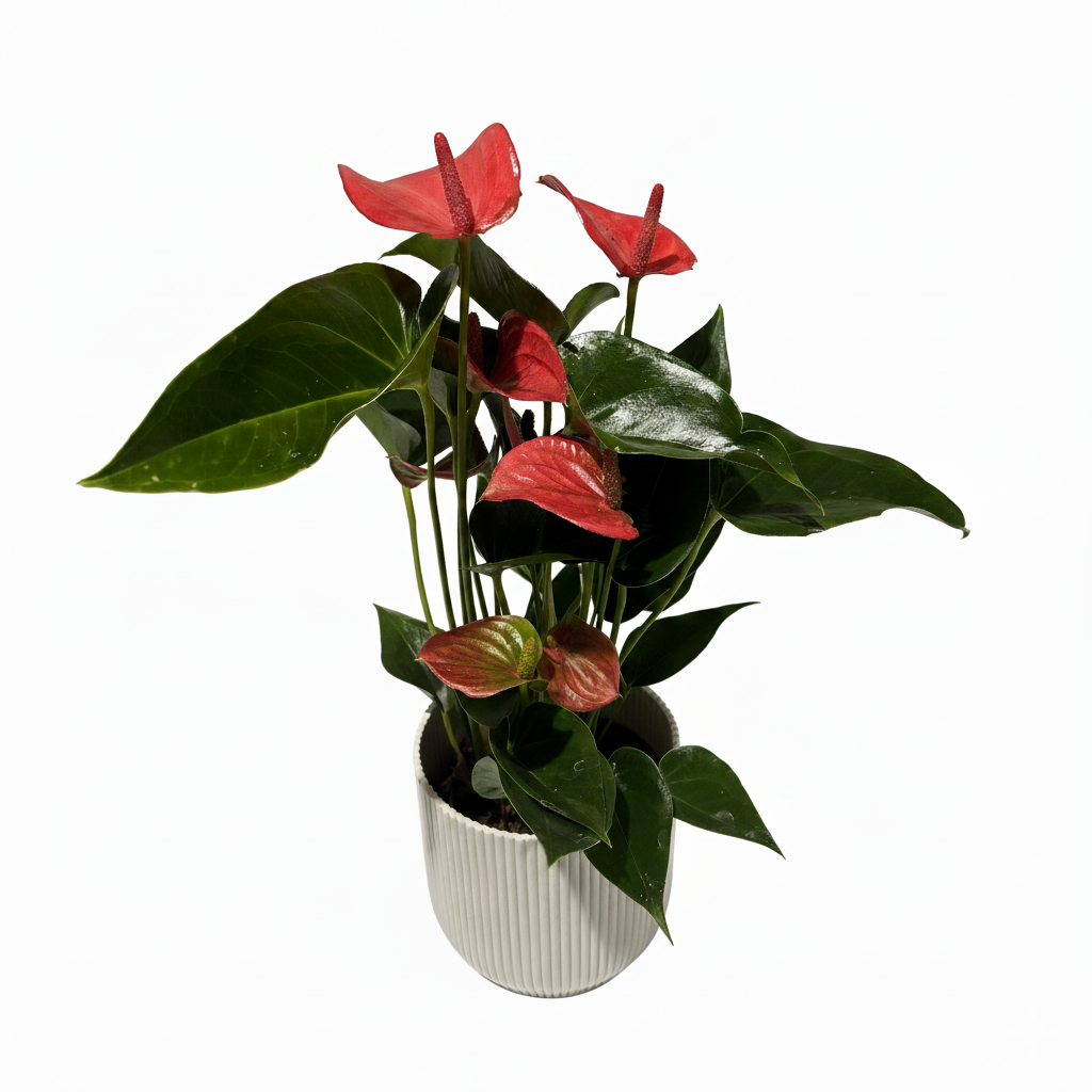 anthurium gemini Pink Anthurium Plant Indoor Houseplant – OH SO Floral